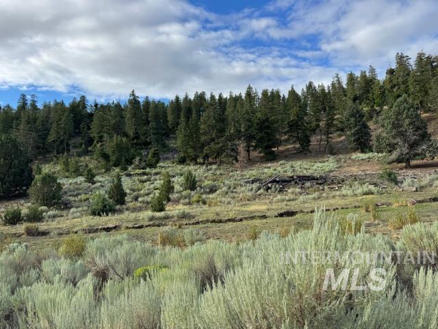 View of tree filled area