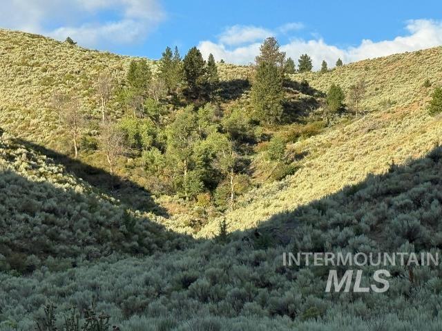 View of tree filled area