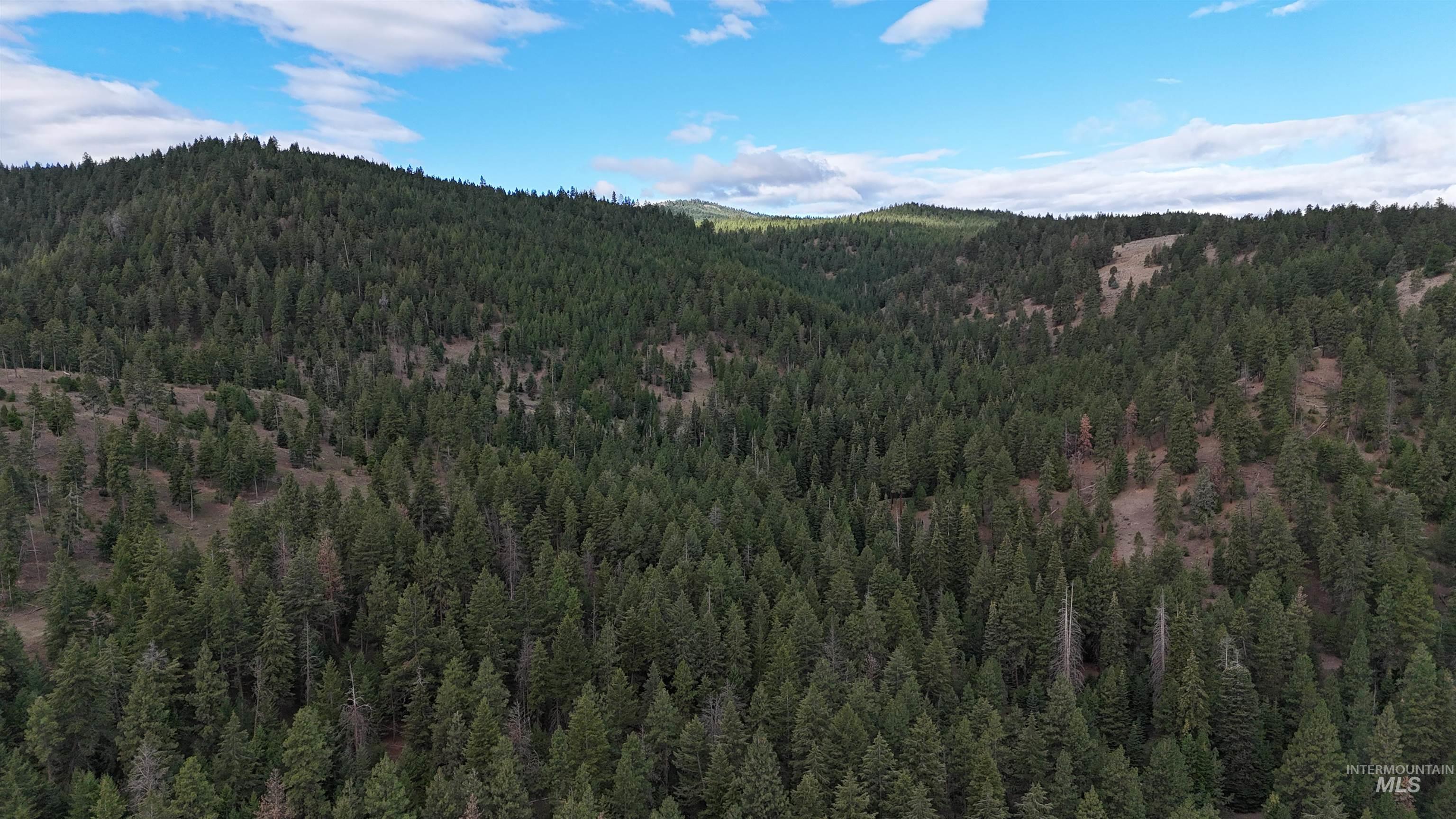 Mountain view featuring a forest