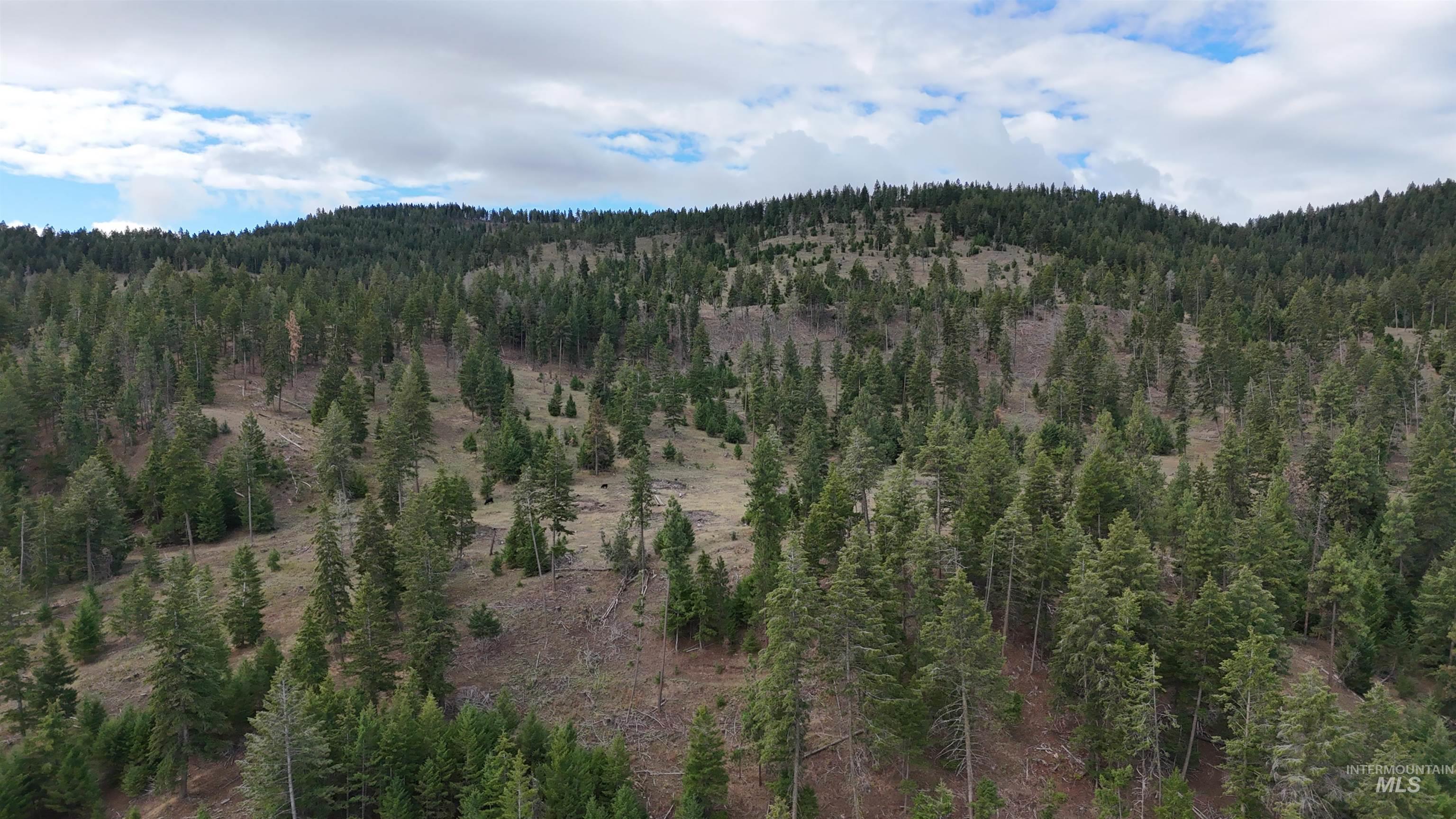 View of mountain background with a forest