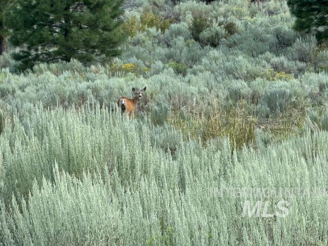 View of local wilderness
