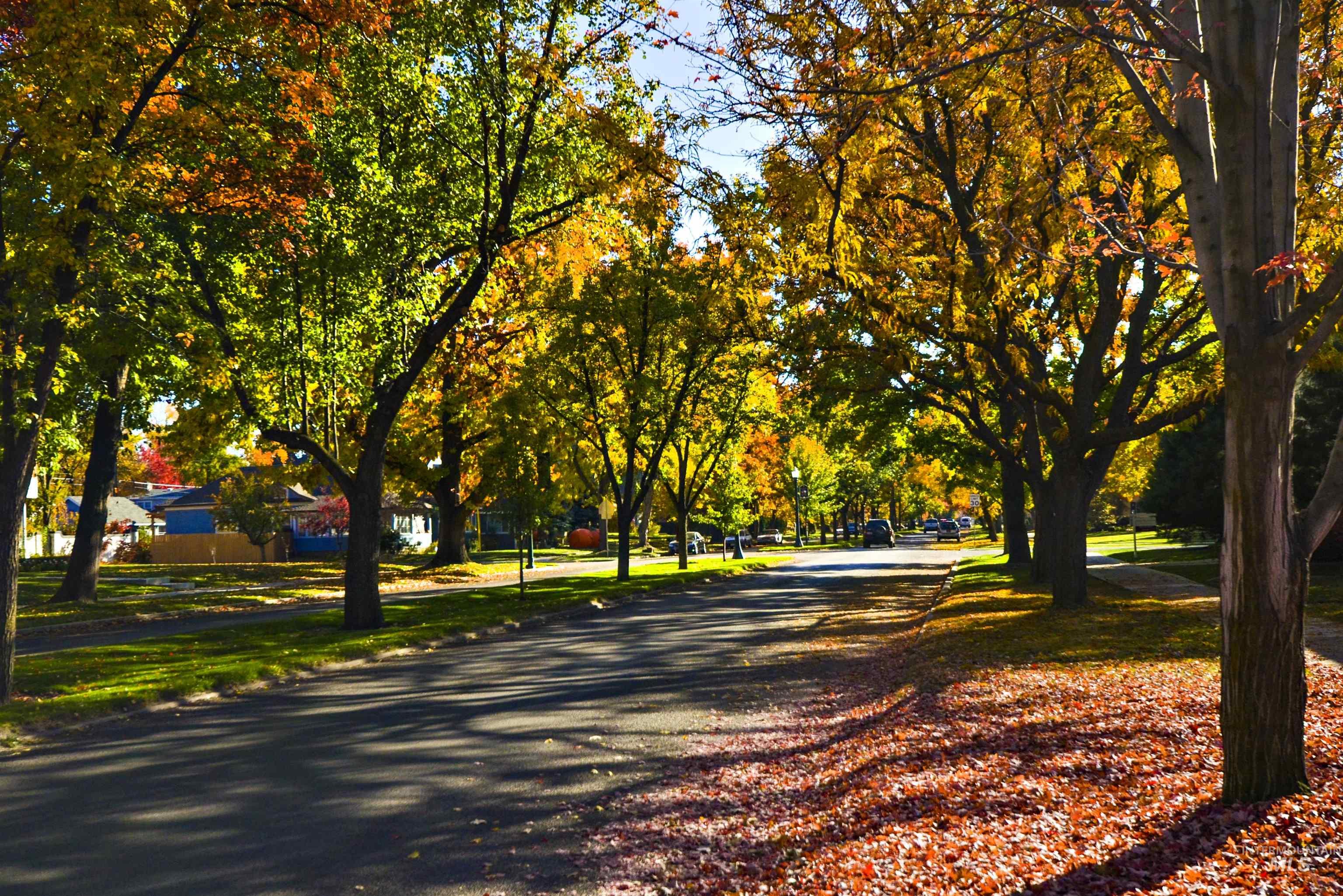 Tree lined Harrison Boulevard with leaves in fall colors