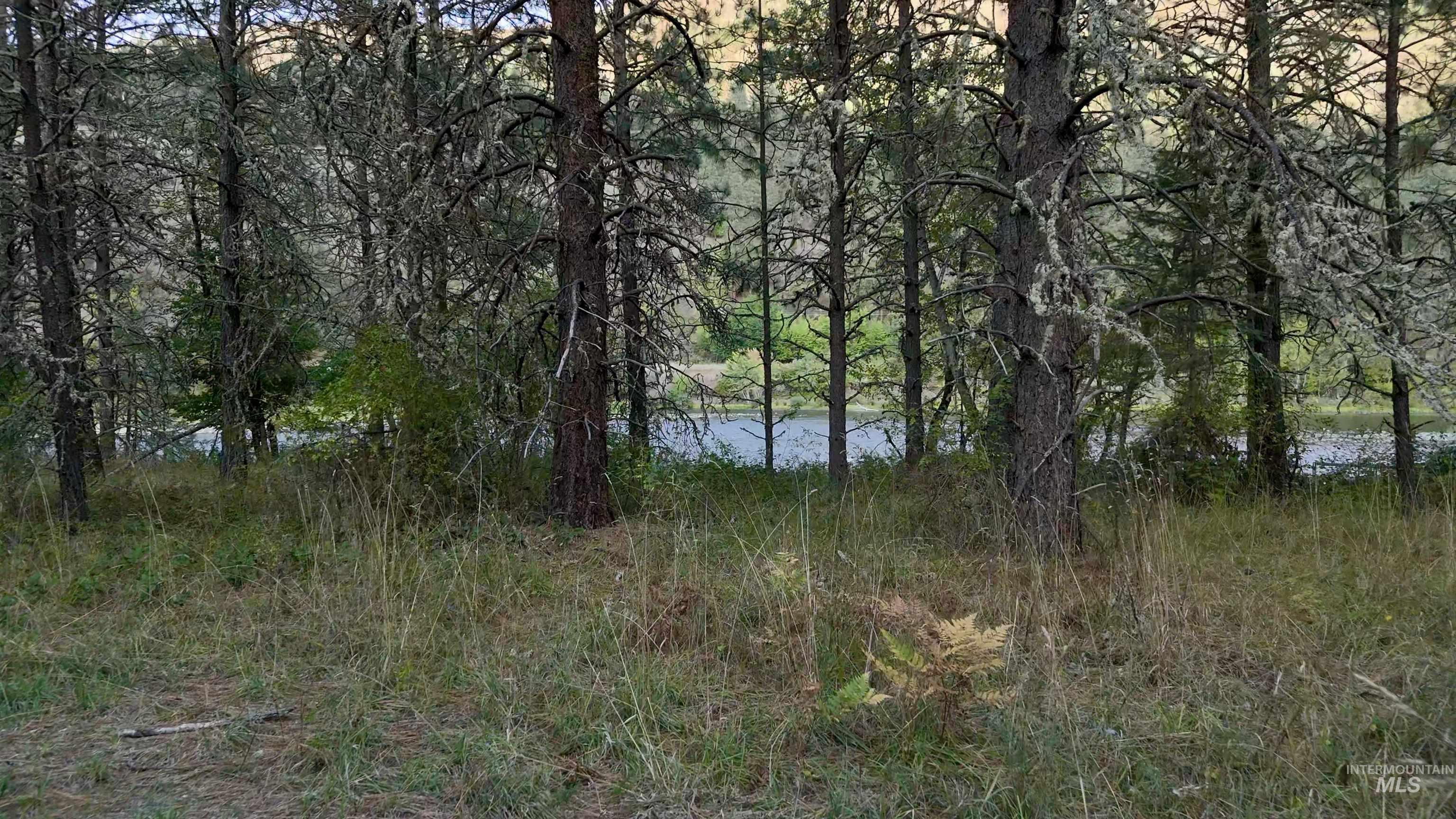 View of local wilderness