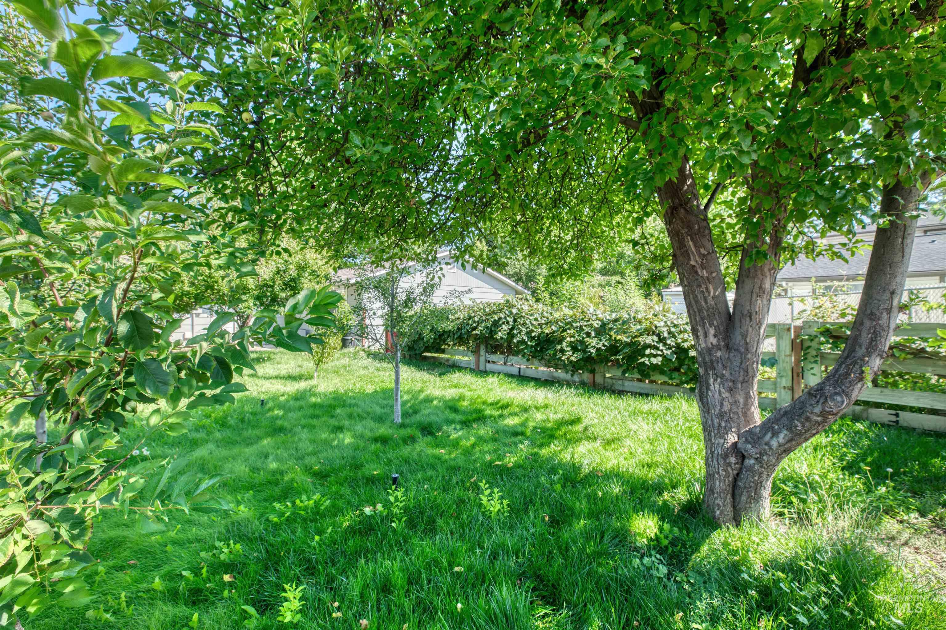 lush backyard with fruit trees thriving