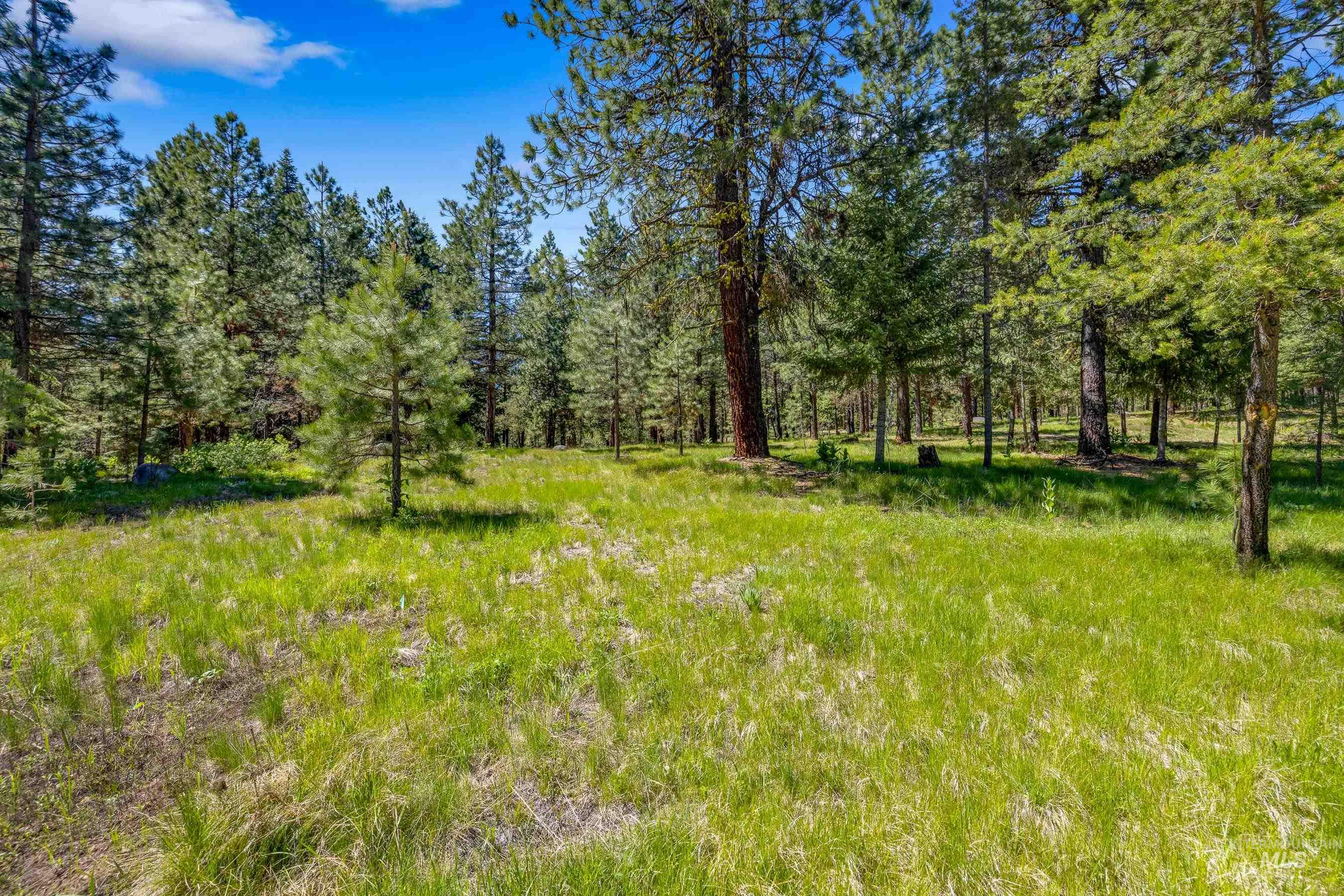 View of local wilderness