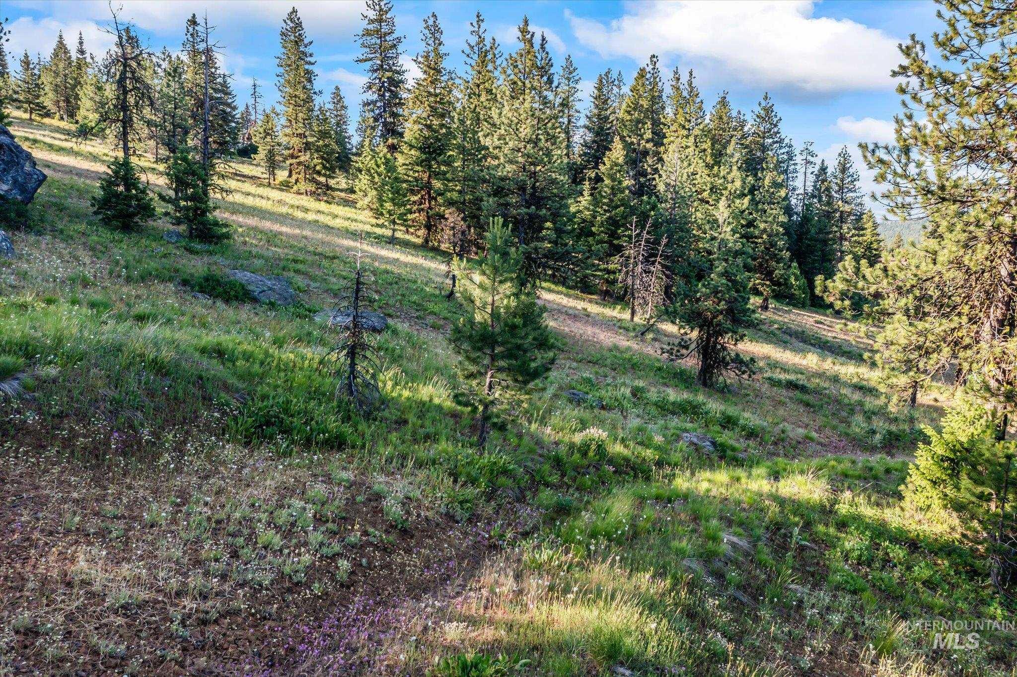 View of local wilderness