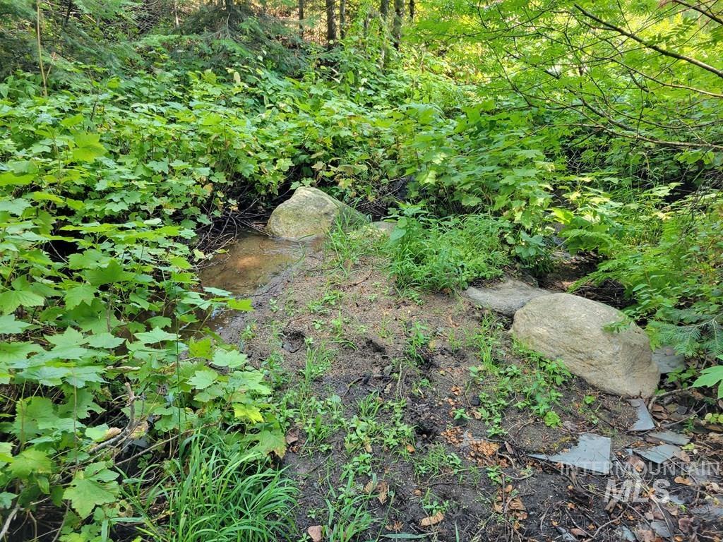 View of local wilderness