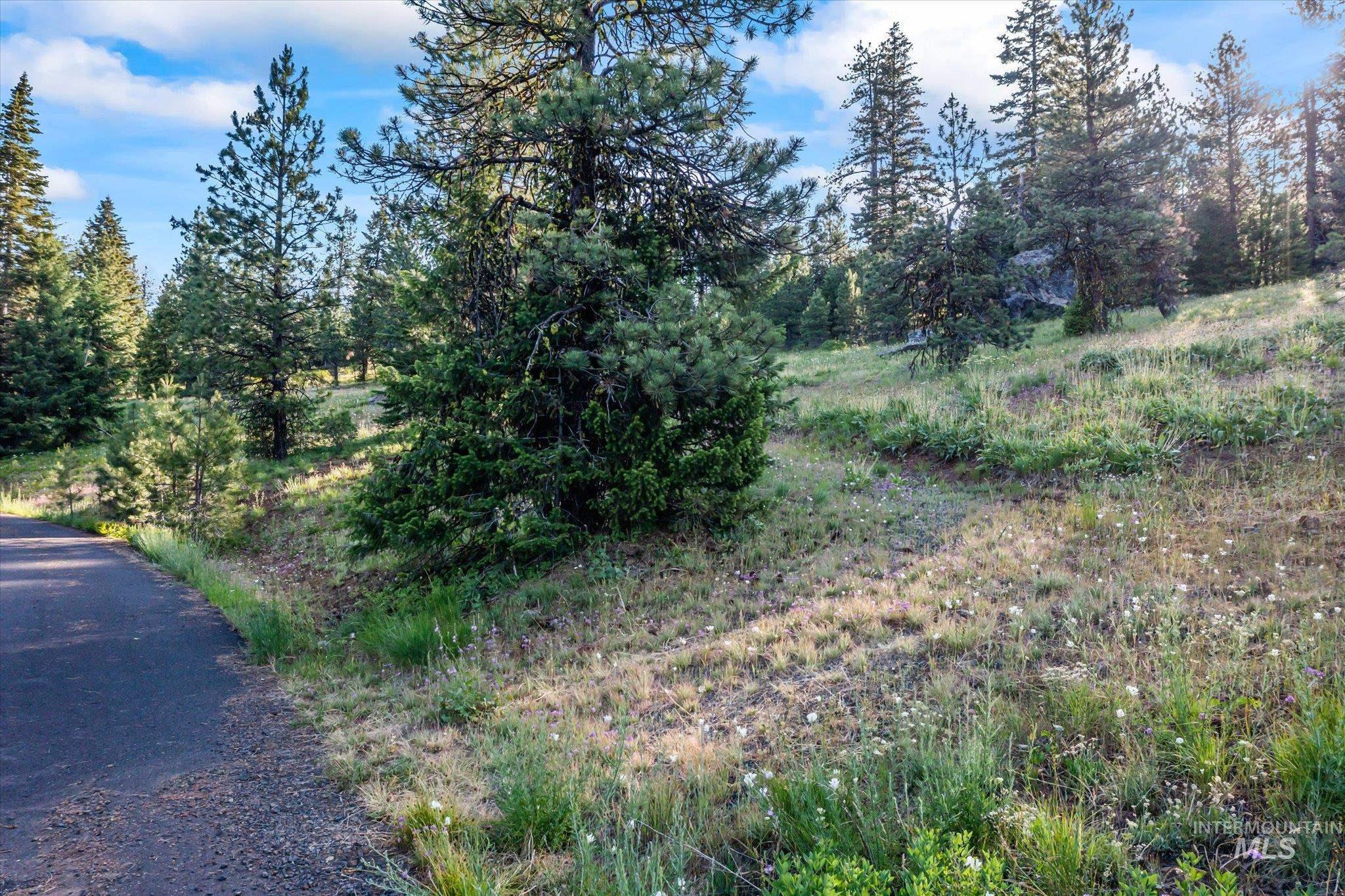 View of local wilderness