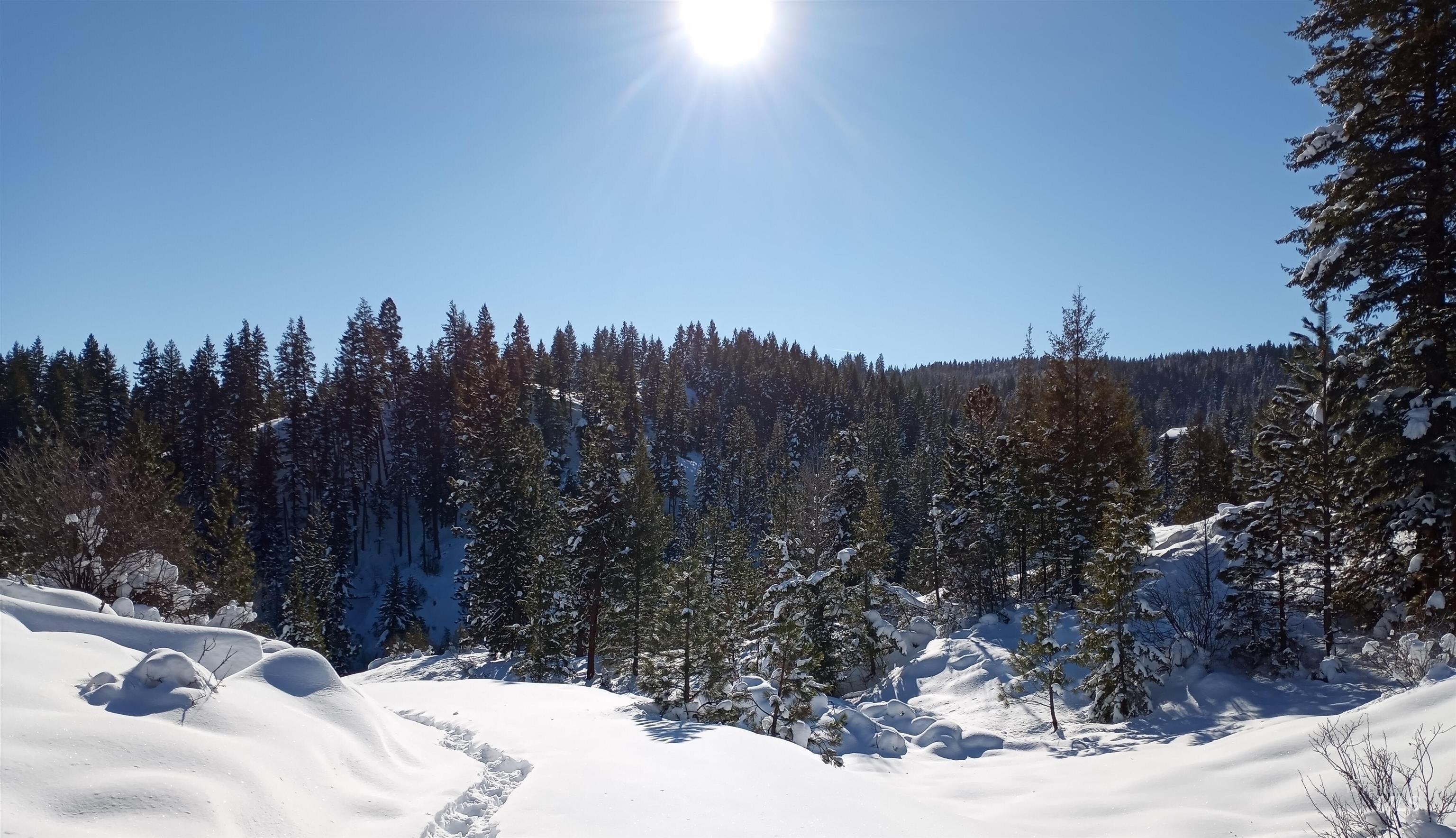 View of mountain backdrop with a forest