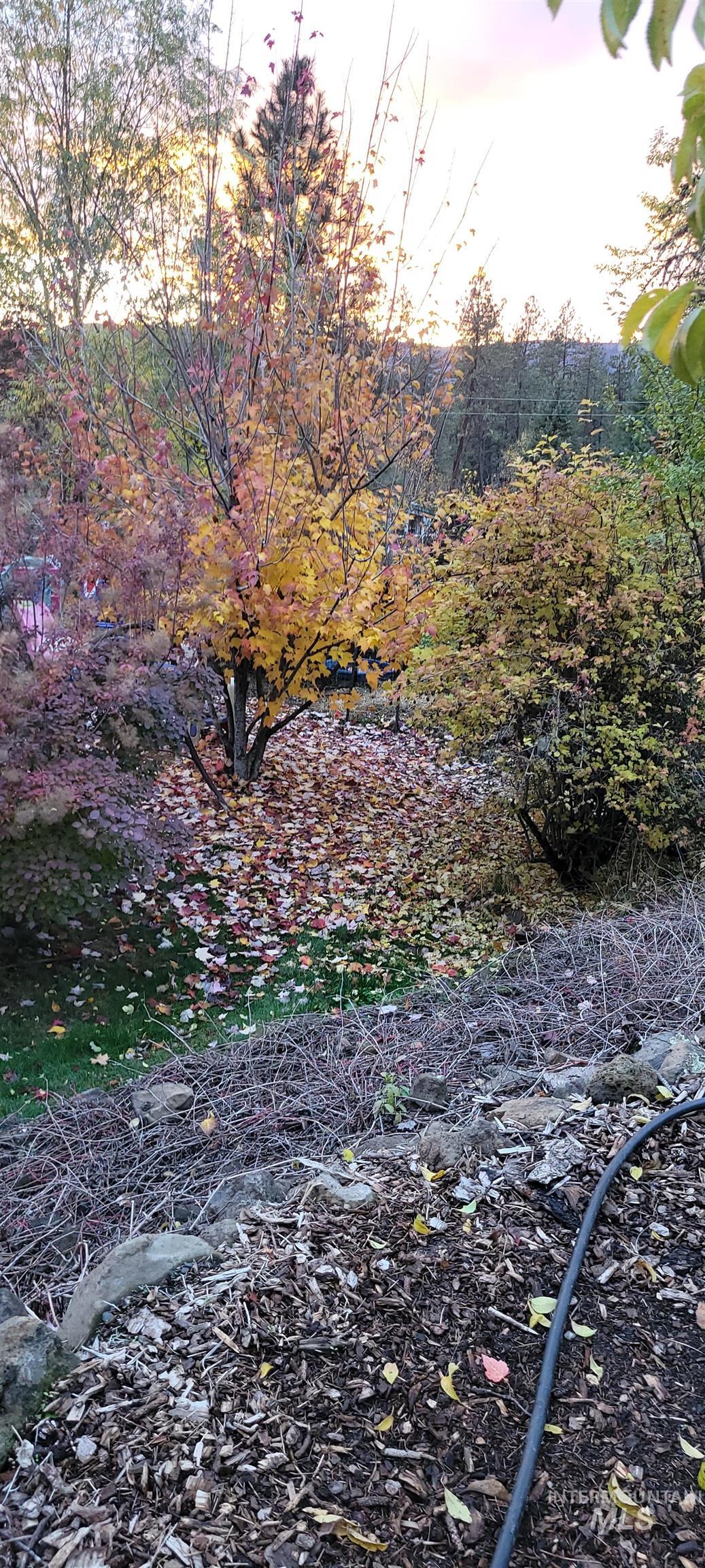 View of local wilderness