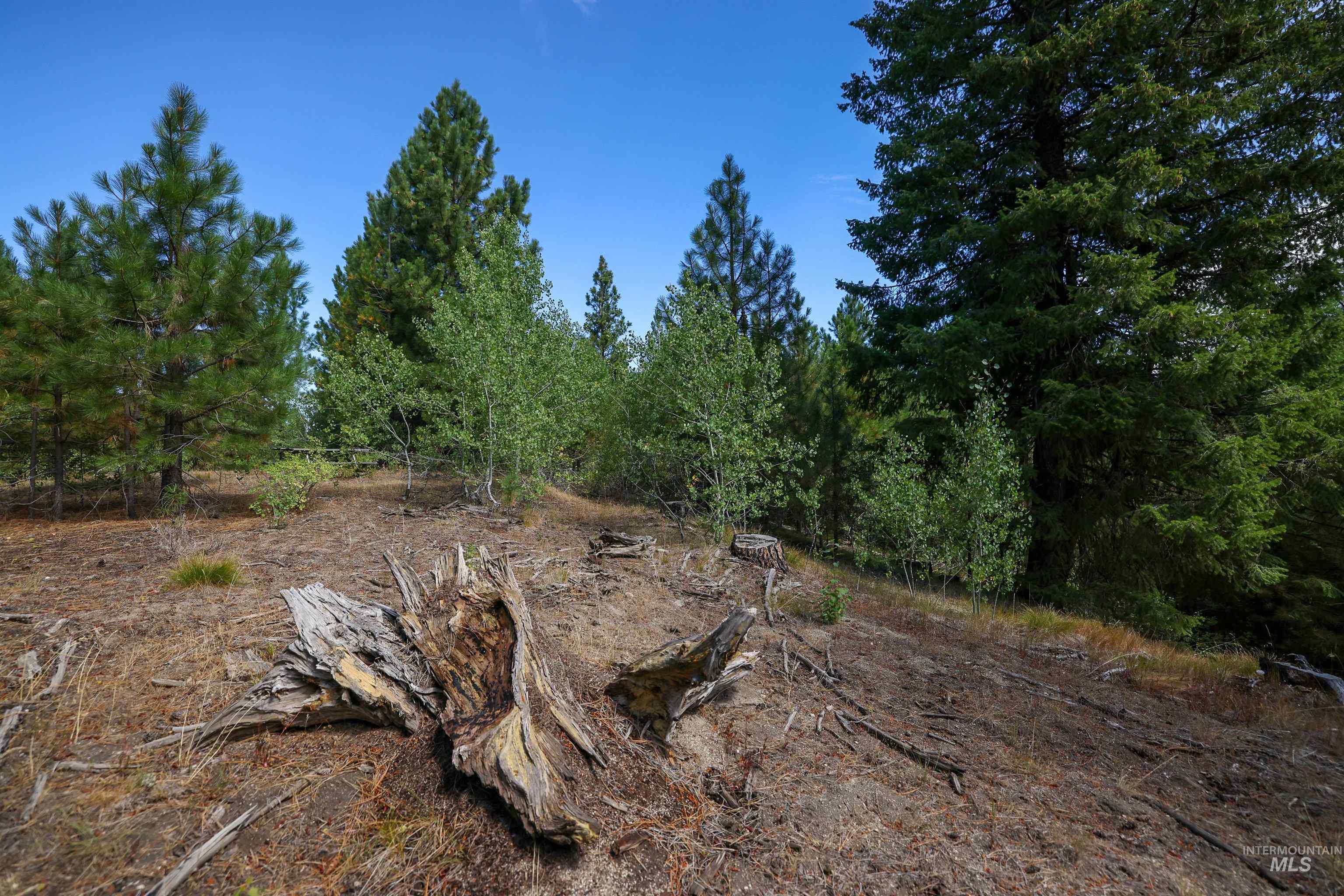 View of tree filled area