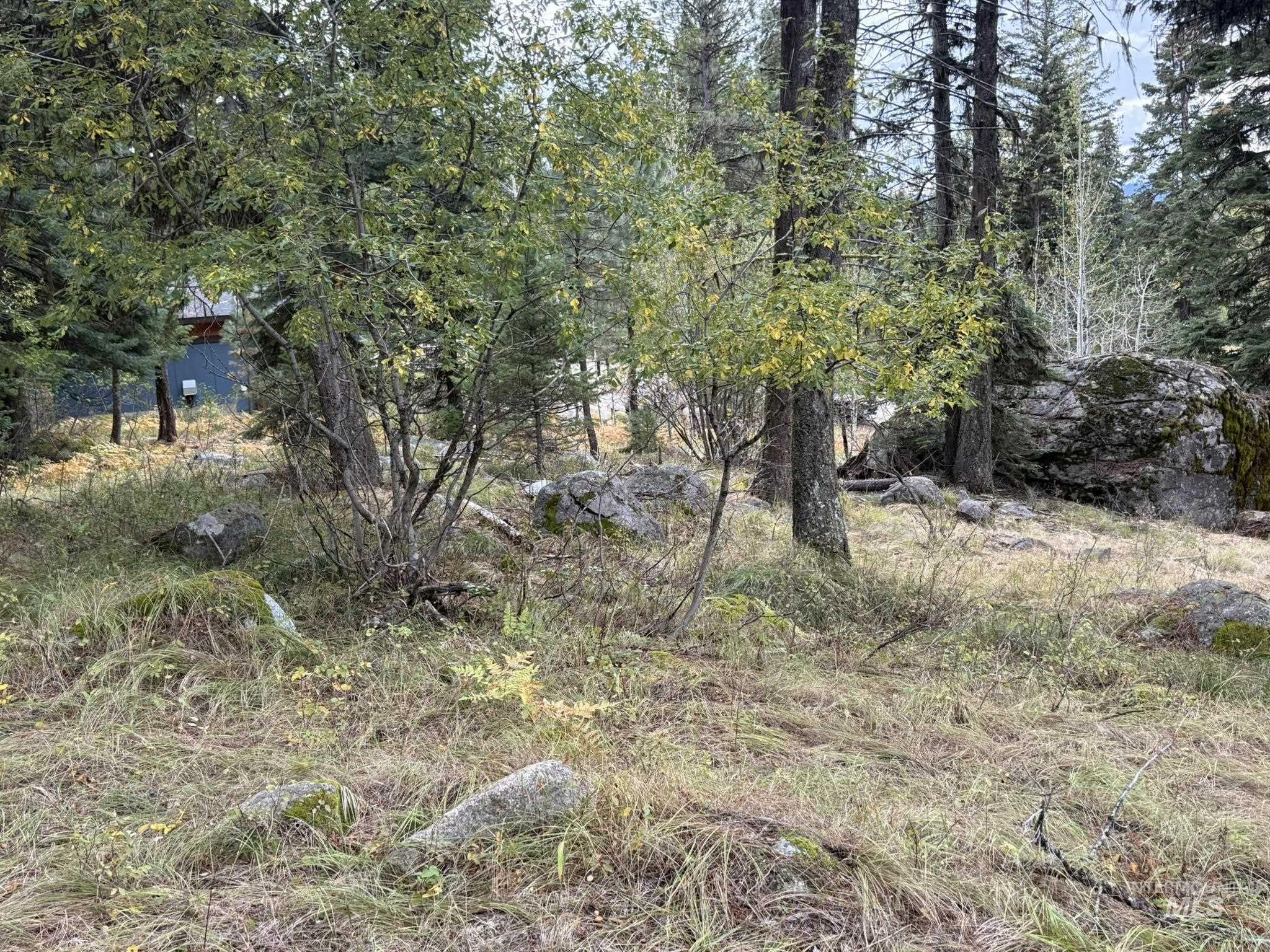 View of local wilderness