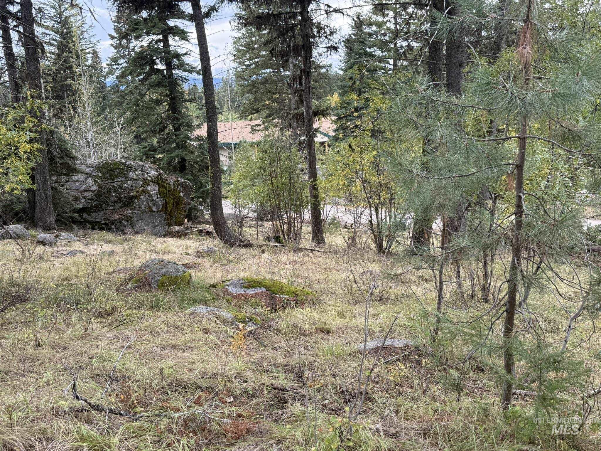 View of local wilderness