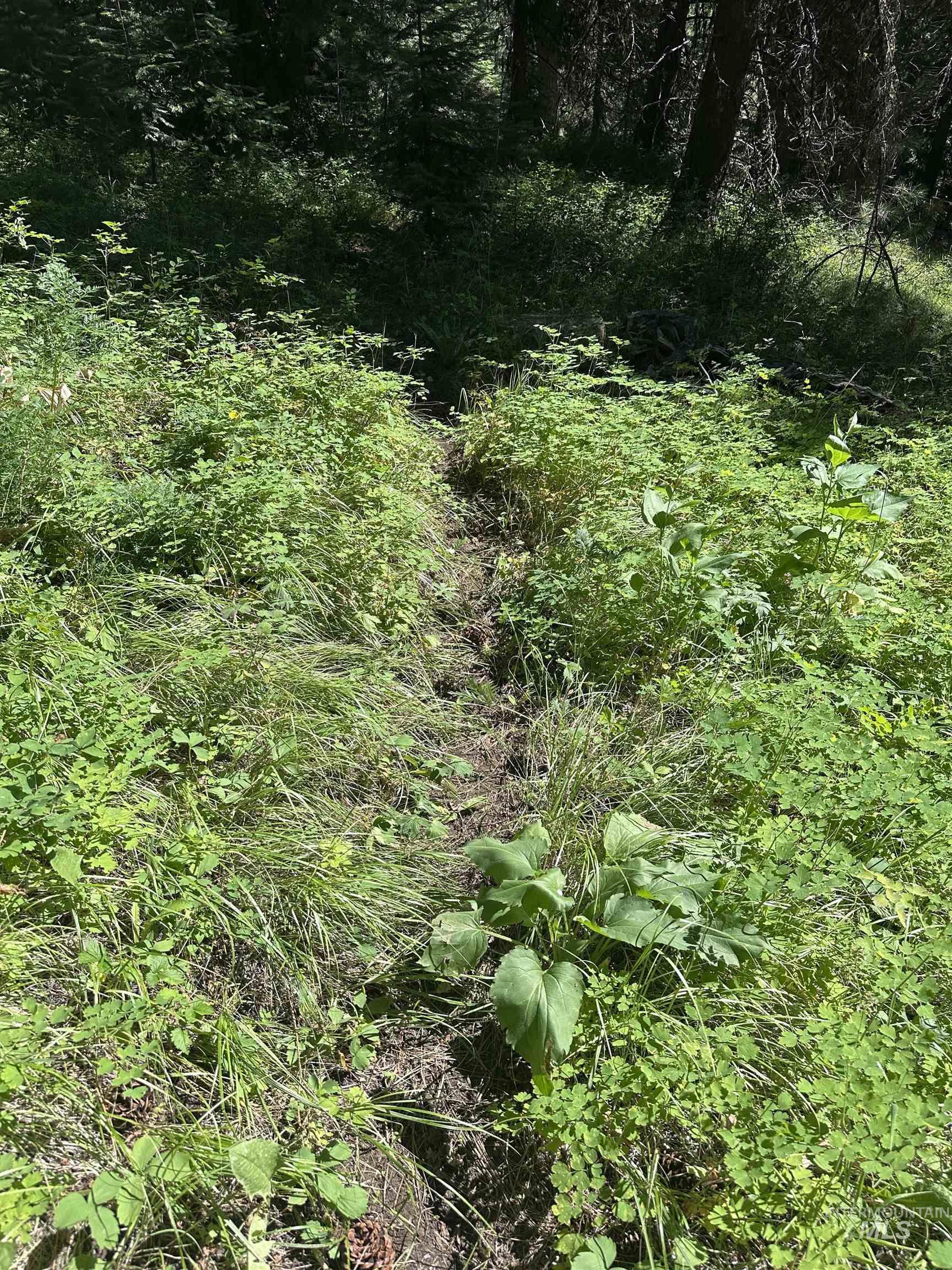 Single Tire Track Through the Lot with Private Access to the 10 Miles of Whitetail Mountain Bike Trails