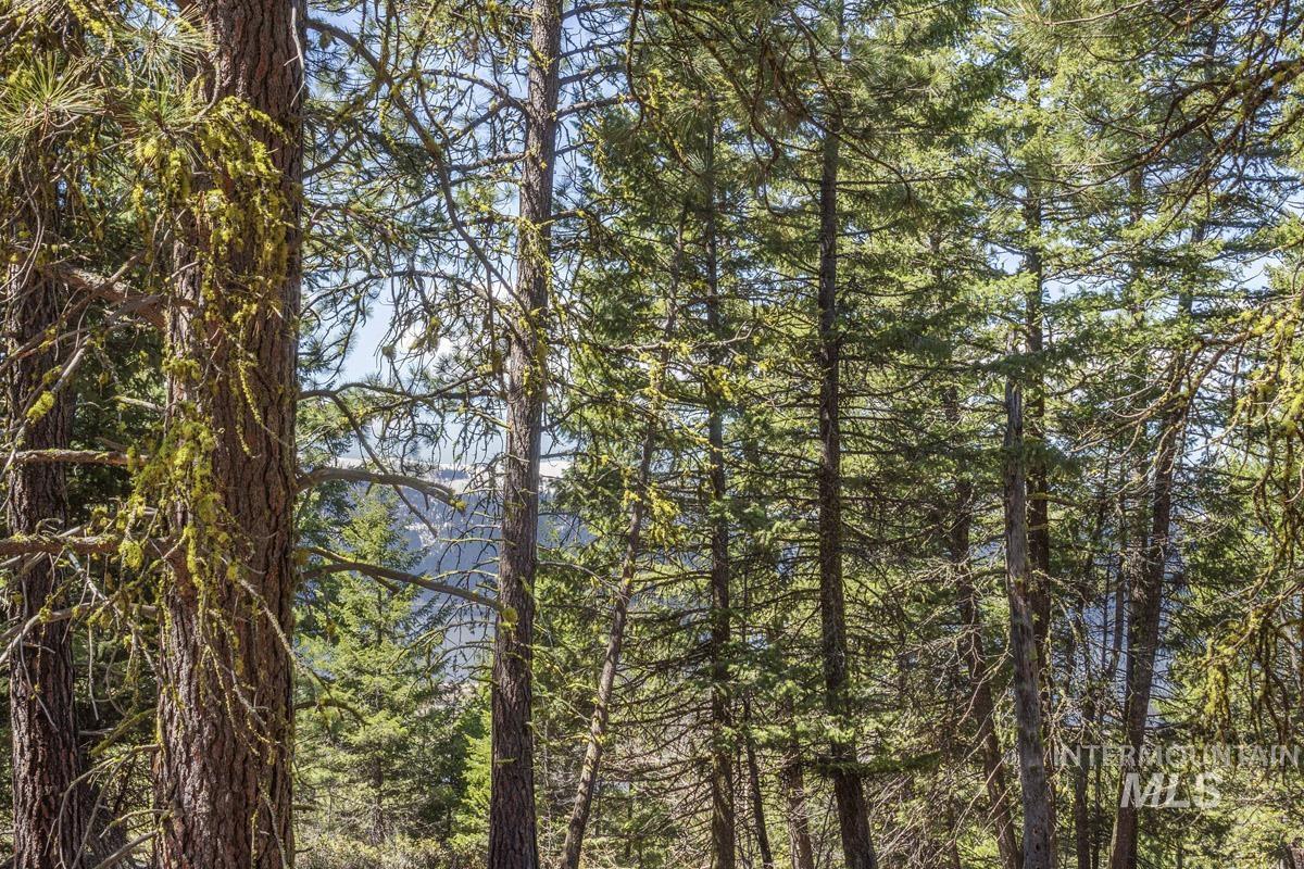 161 Little Donner Drive