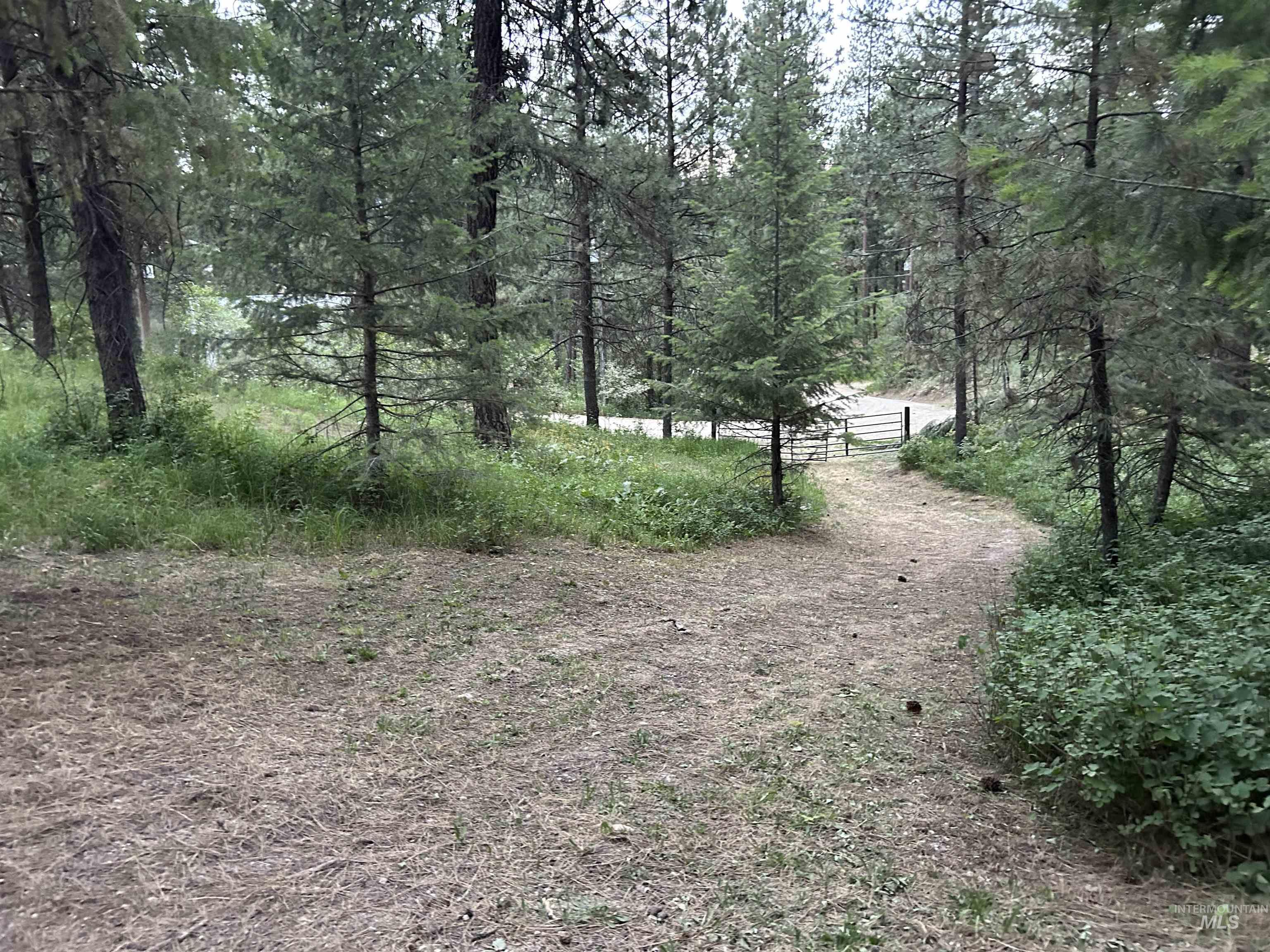 View of tree filled area