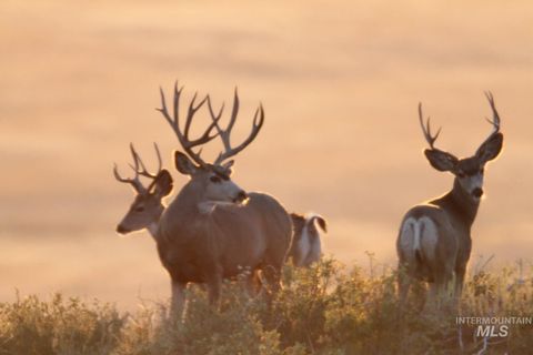Photo of Monument Gulch 320, Fairfield, ID 83337 (MLS # 98916793)