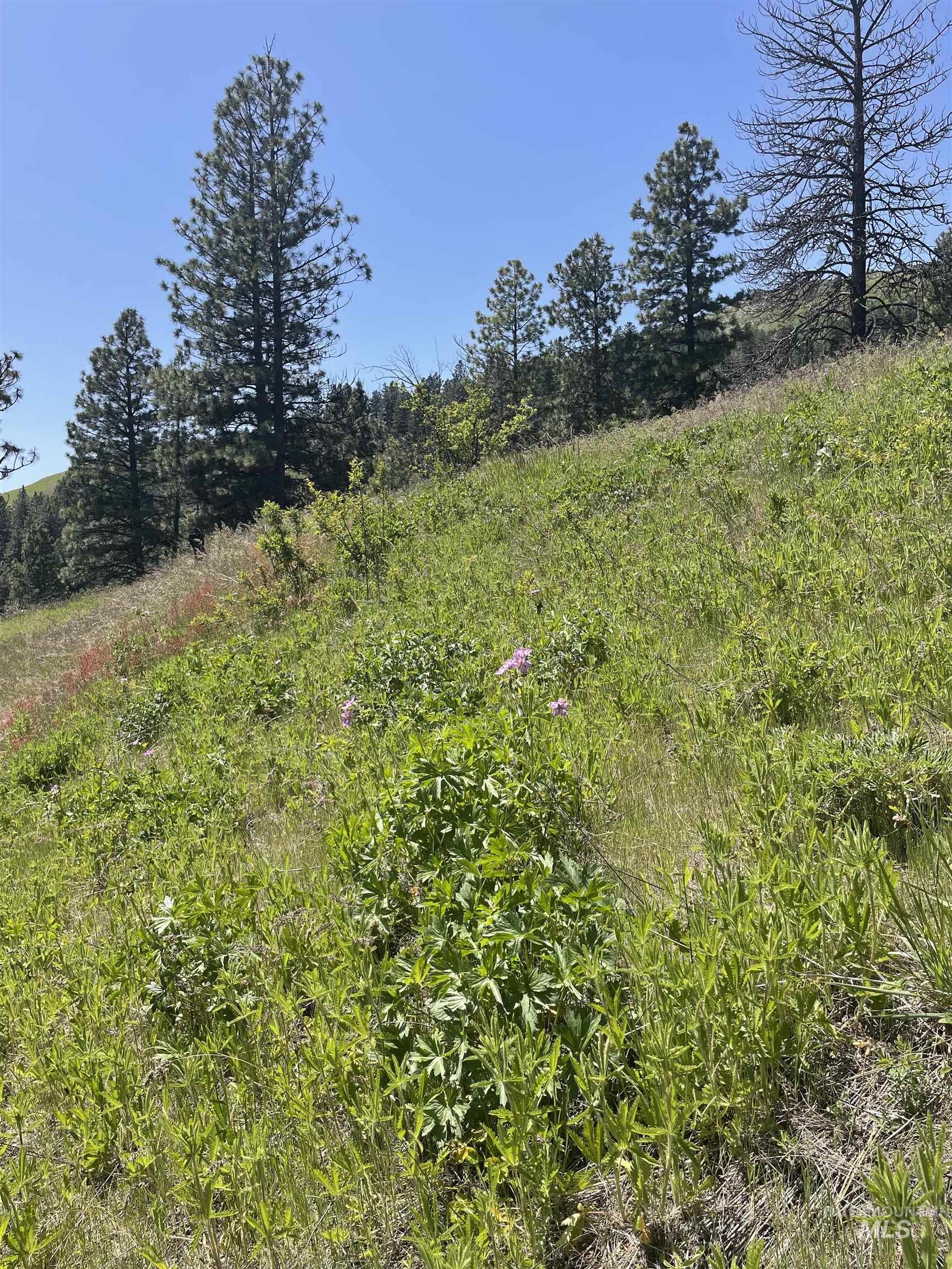 View of local wilderness