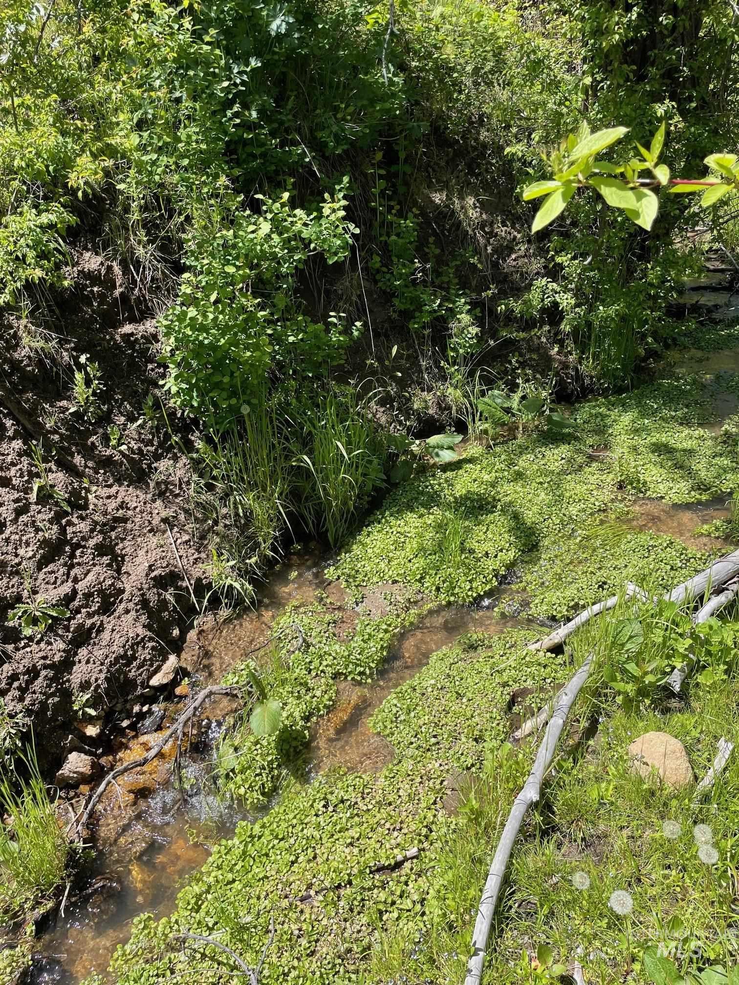View of local wilderness