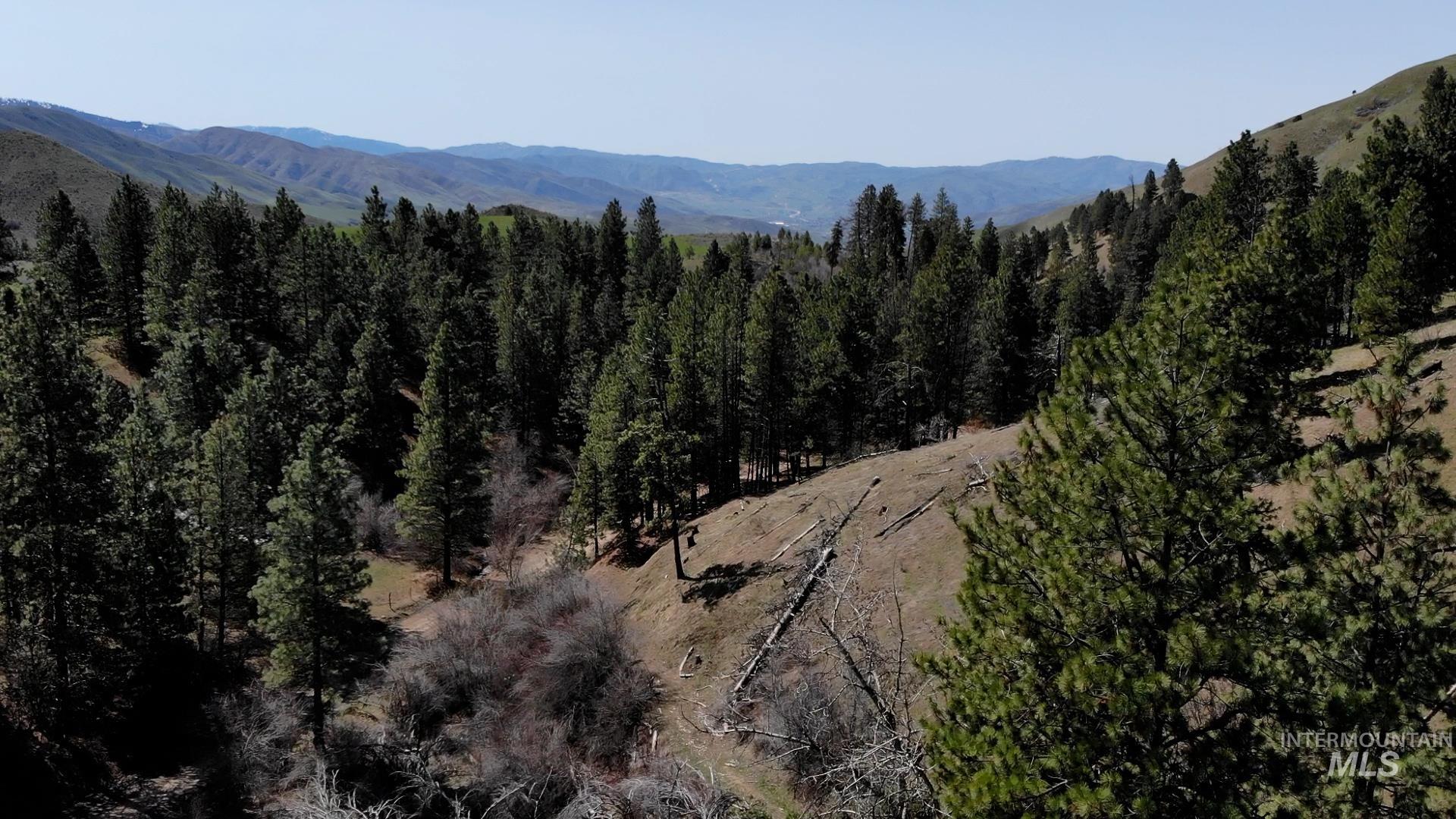 View of mountain background with a forest
