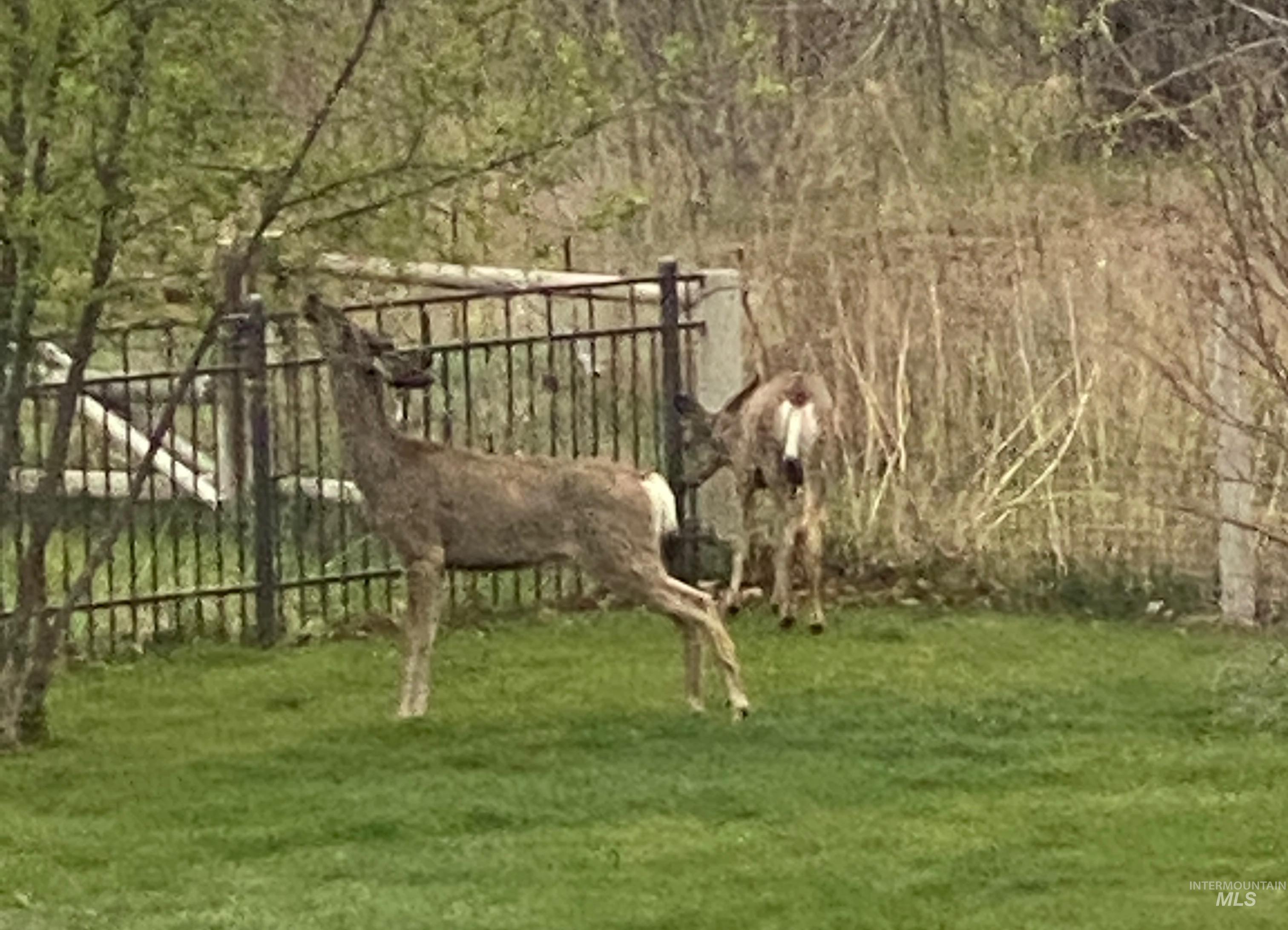 View of yard with a forest view