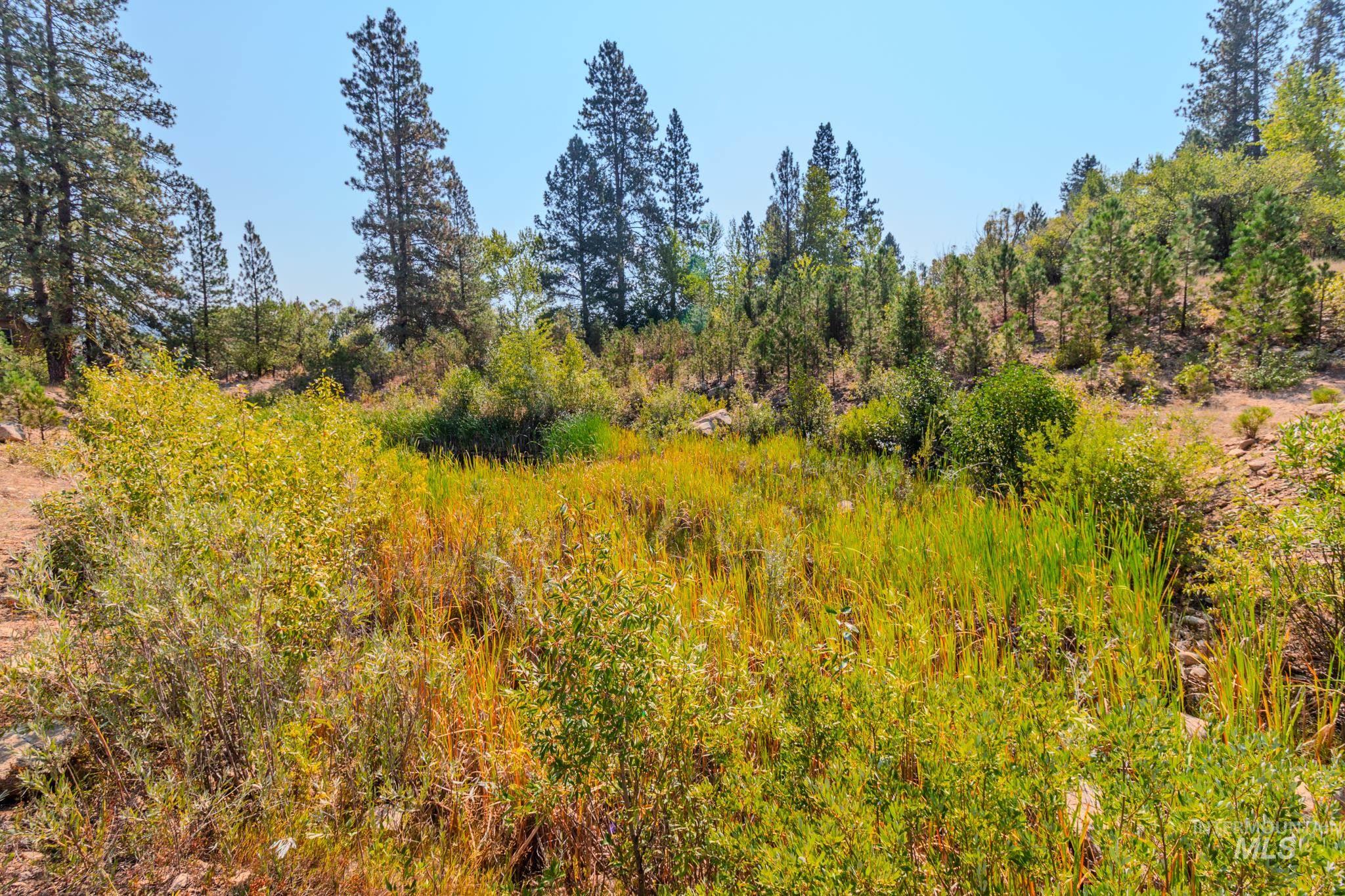 View of local wilderness