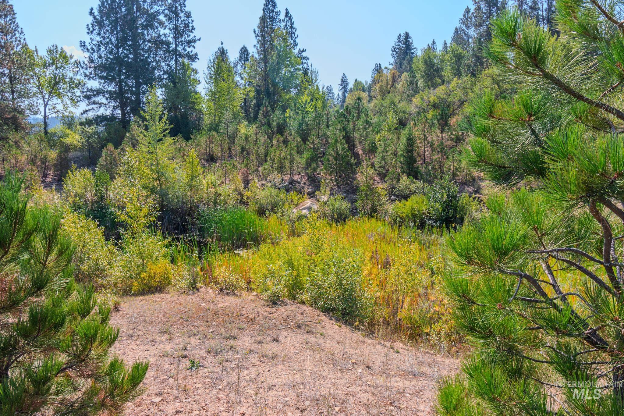 View of local wilderness