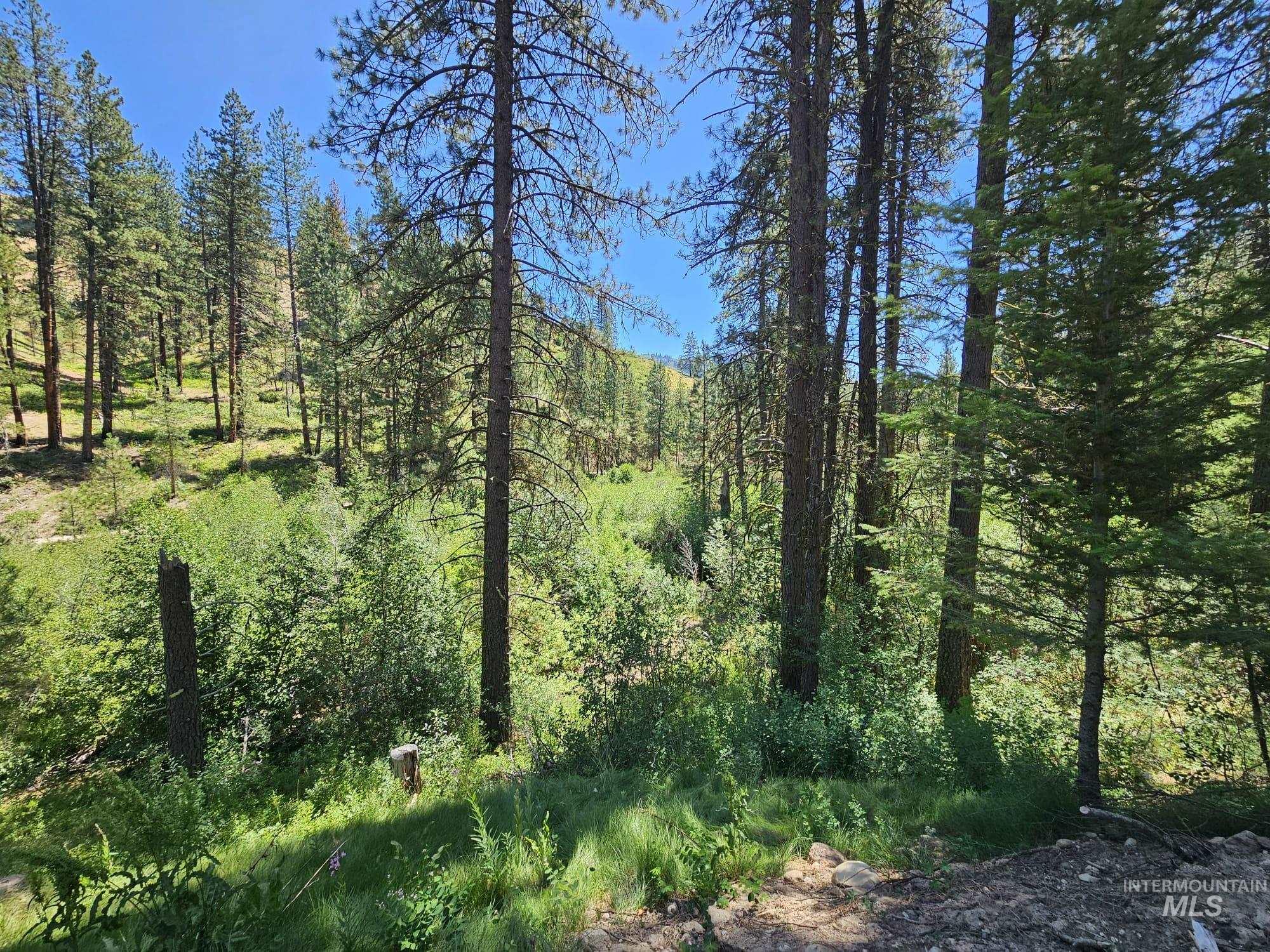 View of tree filled area