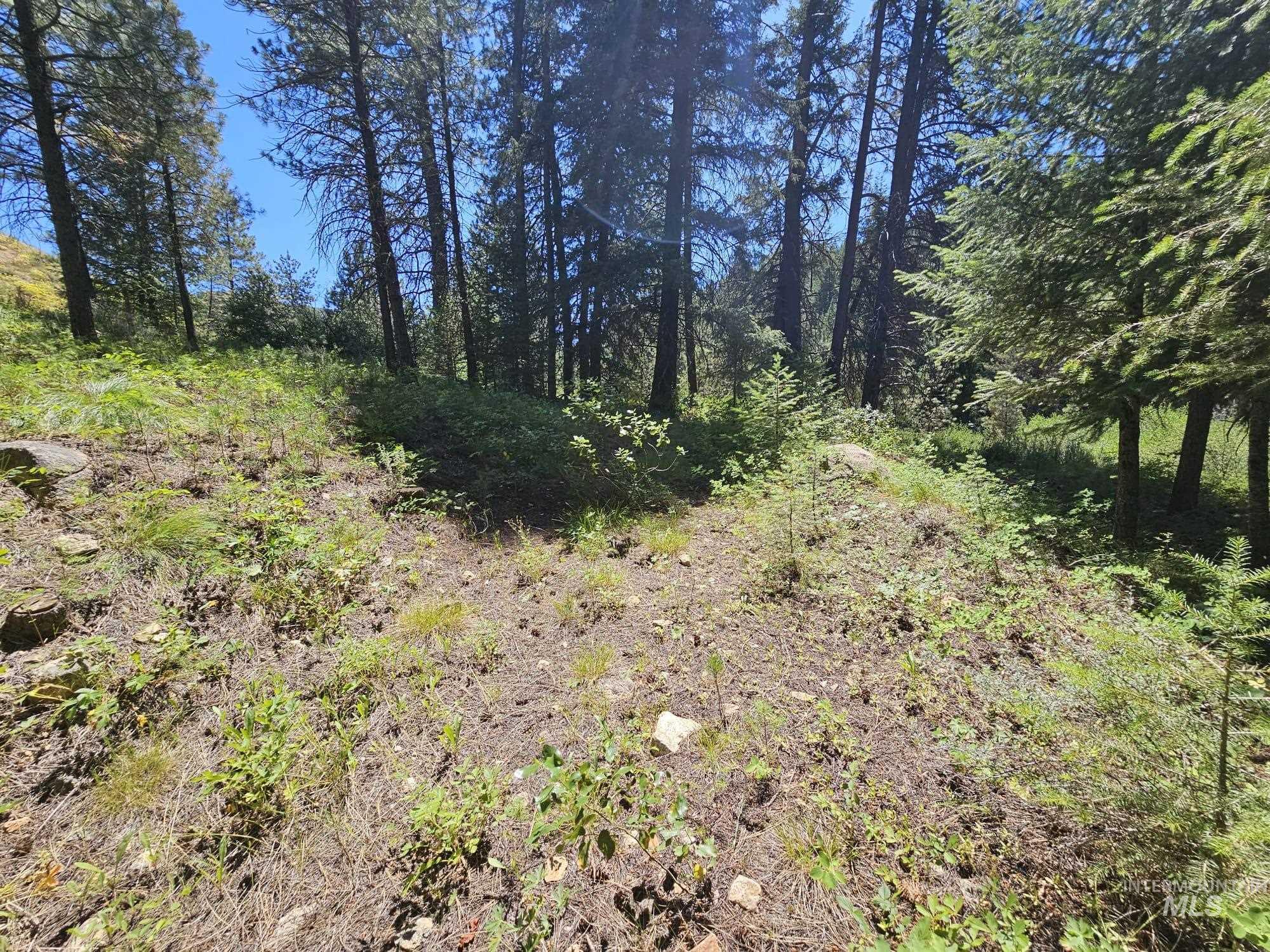 View of tree filled area