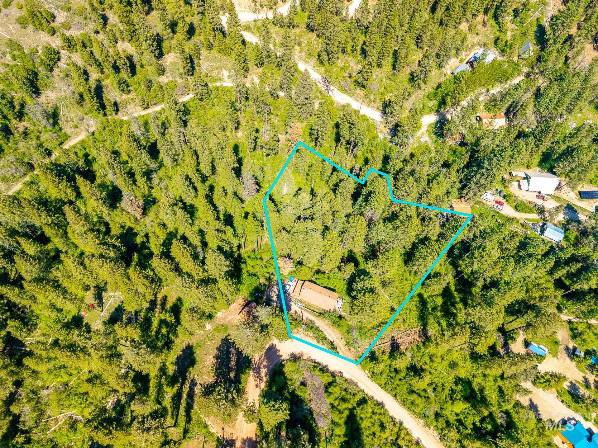 Expansive wooded lot featuring mature evergreen trees and natural ground cover