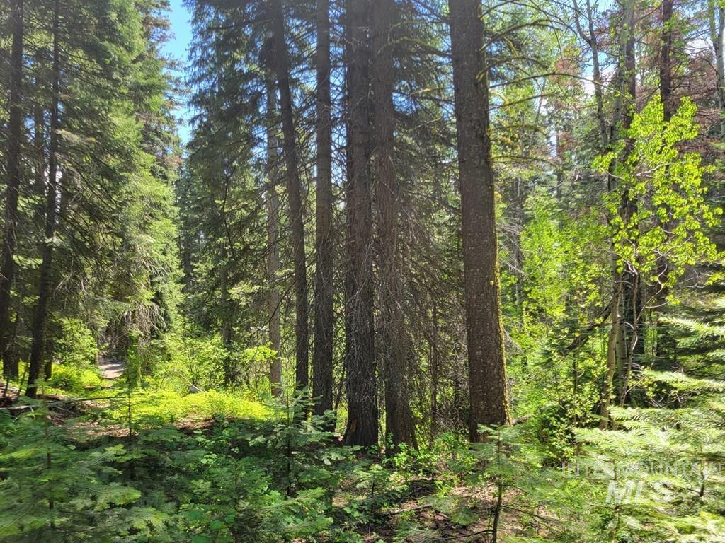View of tree filled area