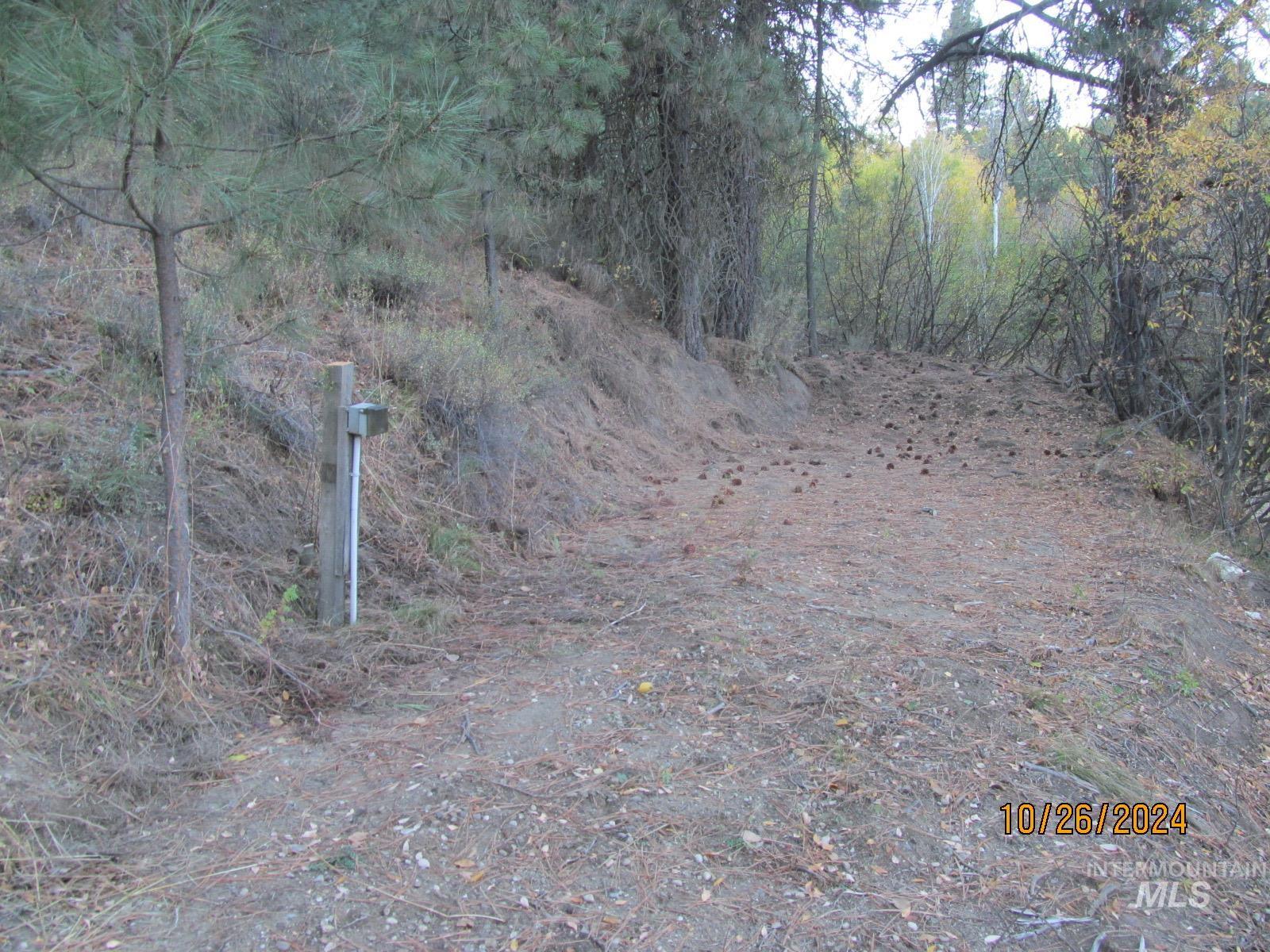 View of tree filled area