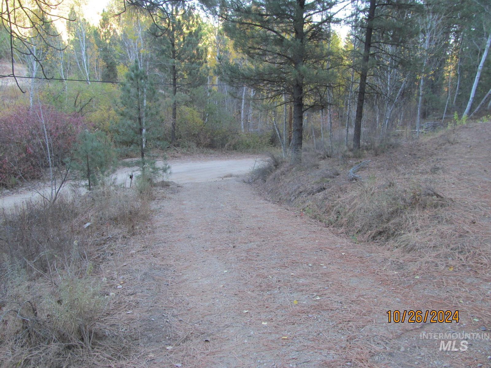 View of road with a forest view