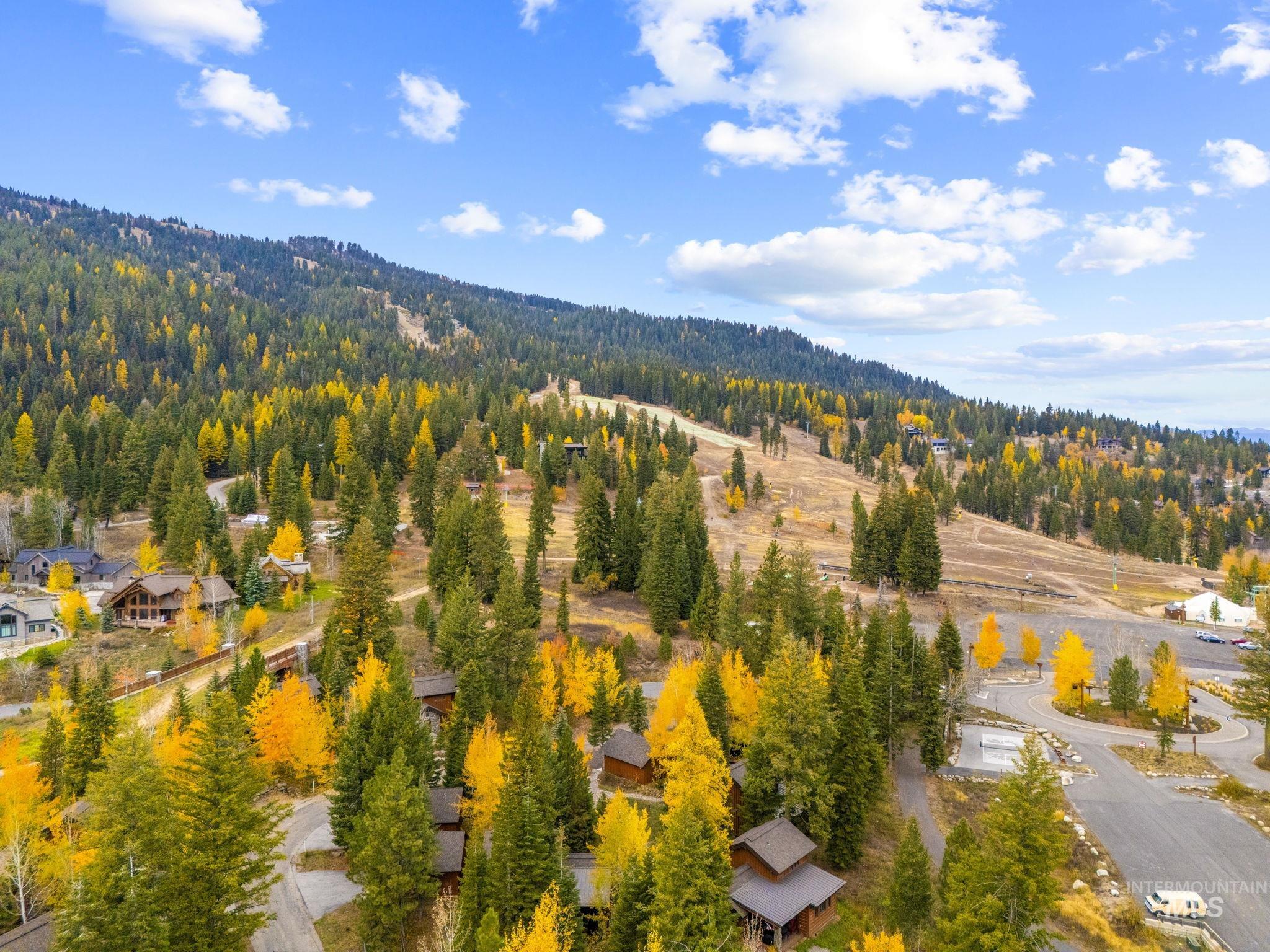 Drone / aerial view of a forest