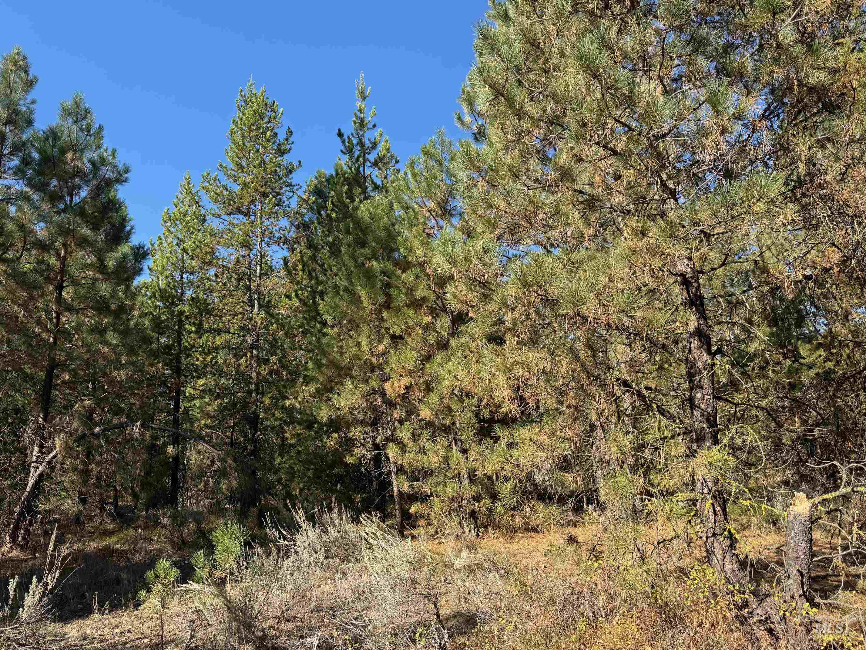 View of tree filled area