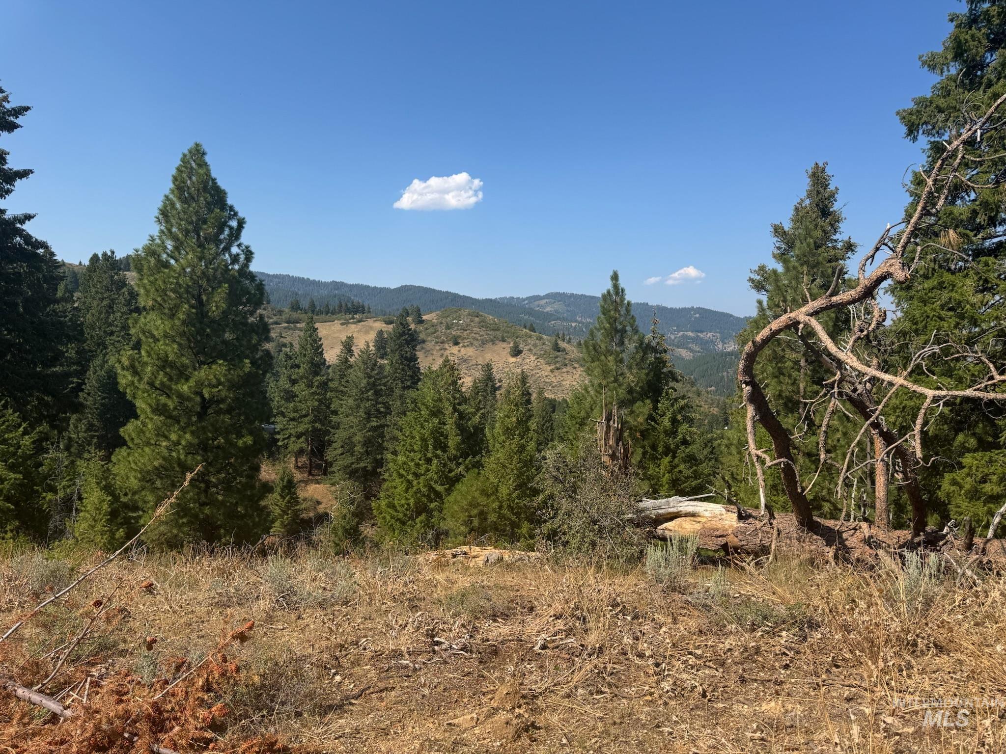 View of mountain backdrop with a forest