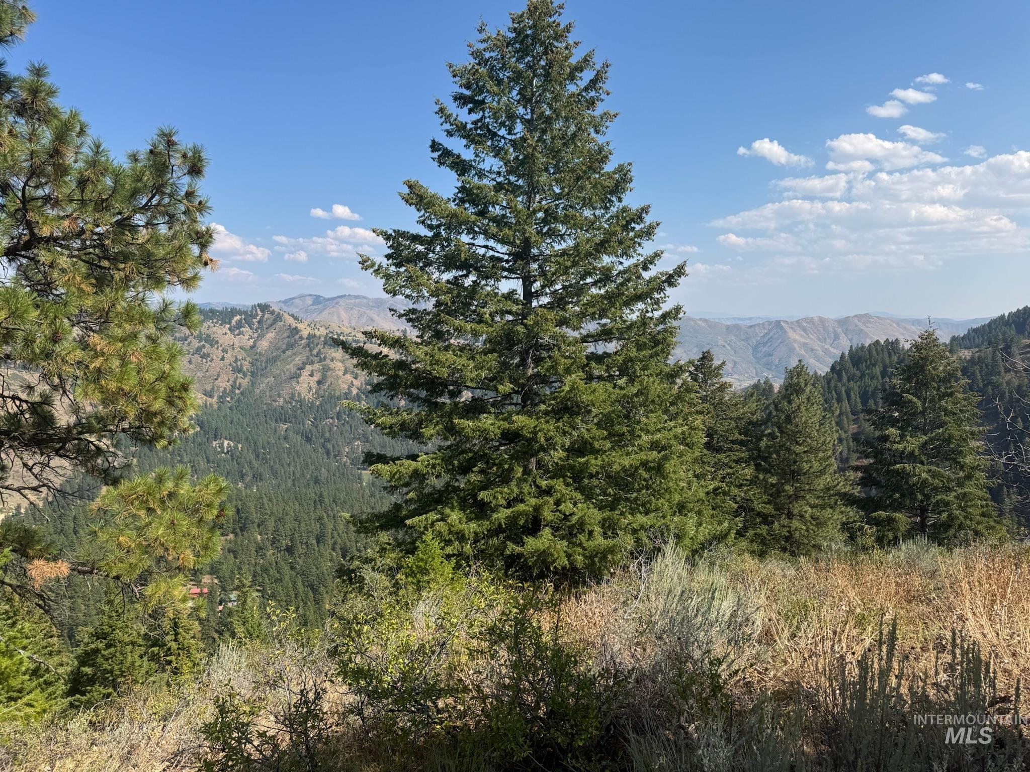 View of mountain backdrop with a forest