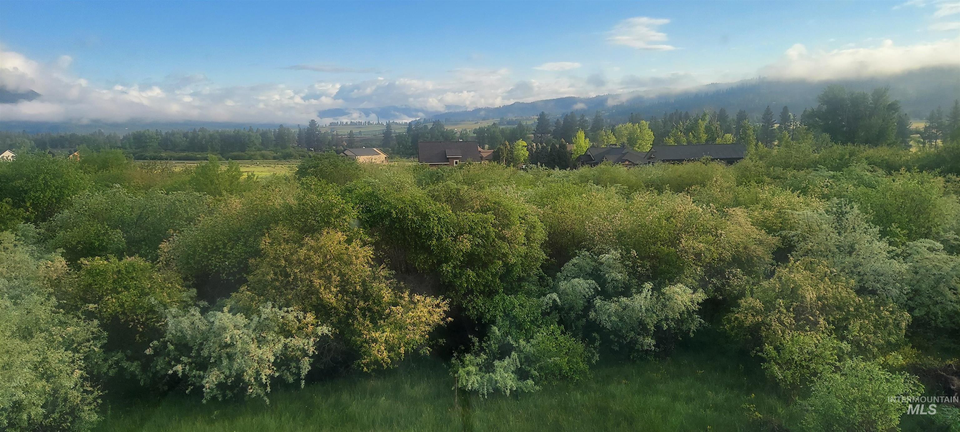 Drone / aerial view of a forest