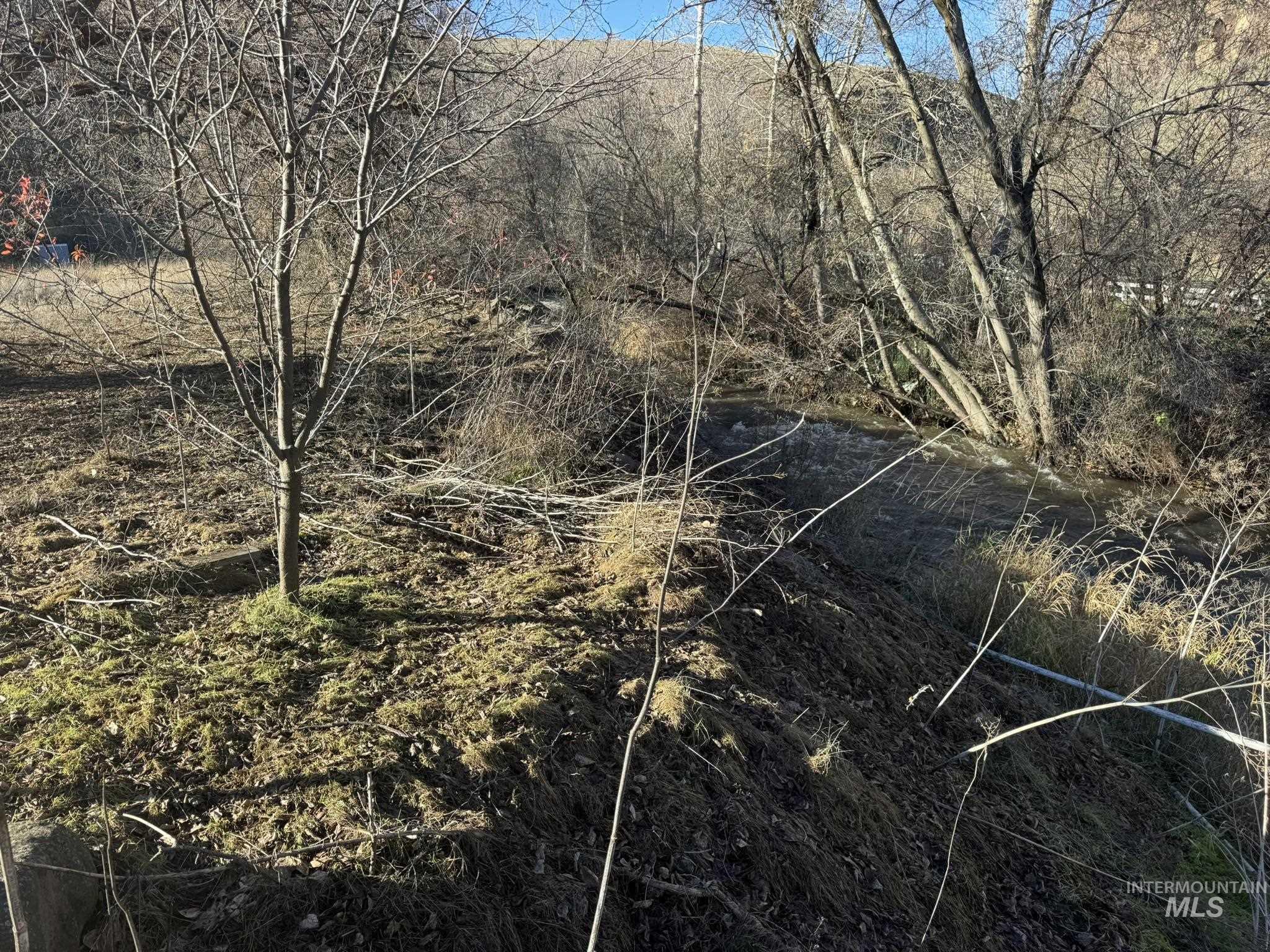 View of local wilderness