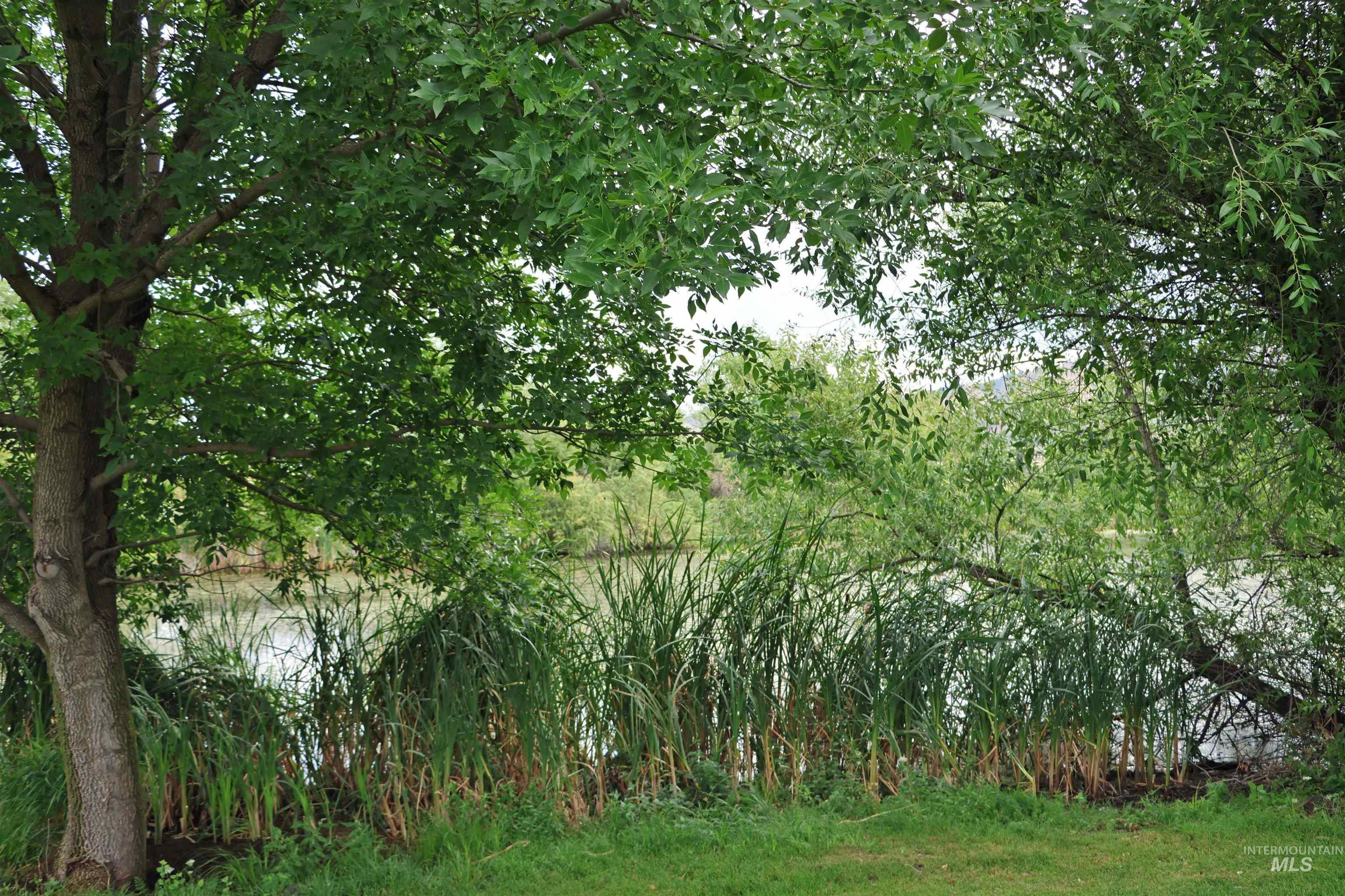 View of local wilderness