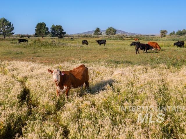 View of yard with a view of rural / pastoral area