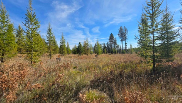 0 TIMBERLINE HEIGHTS, PARCEL D, WEIPPE, ID 83553 - Image e5bd852d0325076ed4b162a0b13e1c97/3523315126