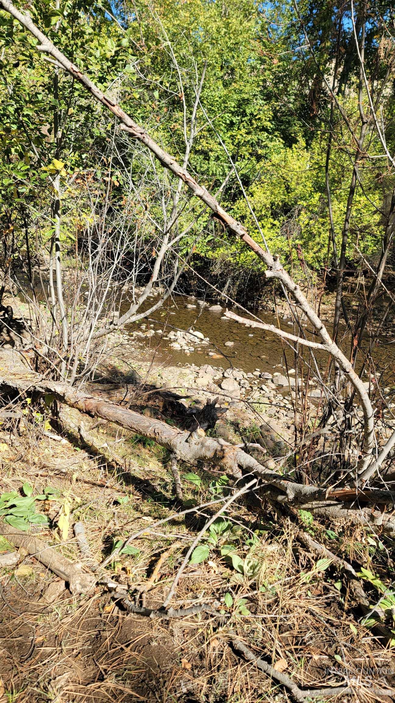View of local wilderness