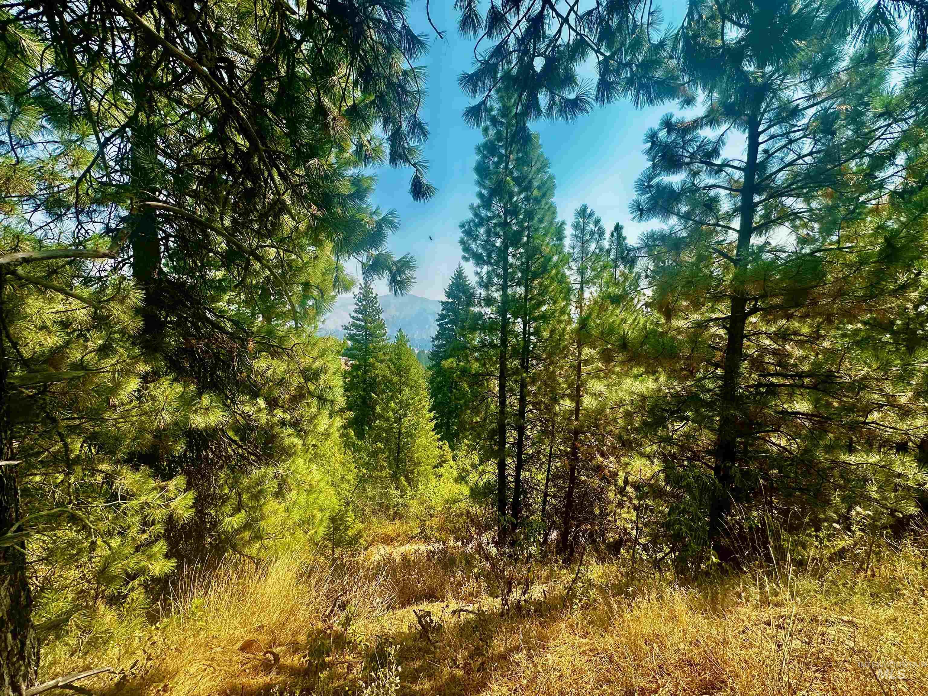 View of tree filled area