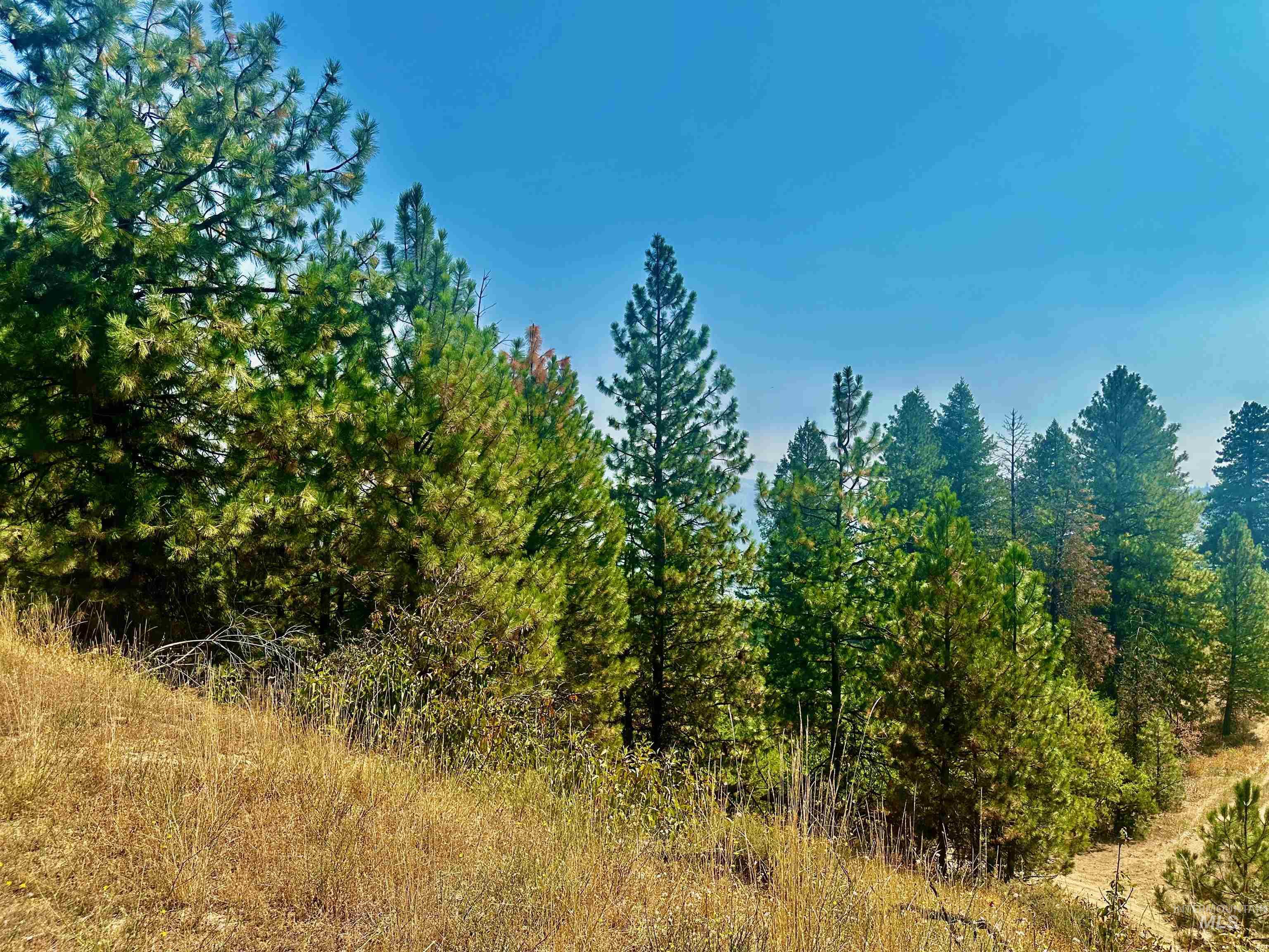 View of tree filled area