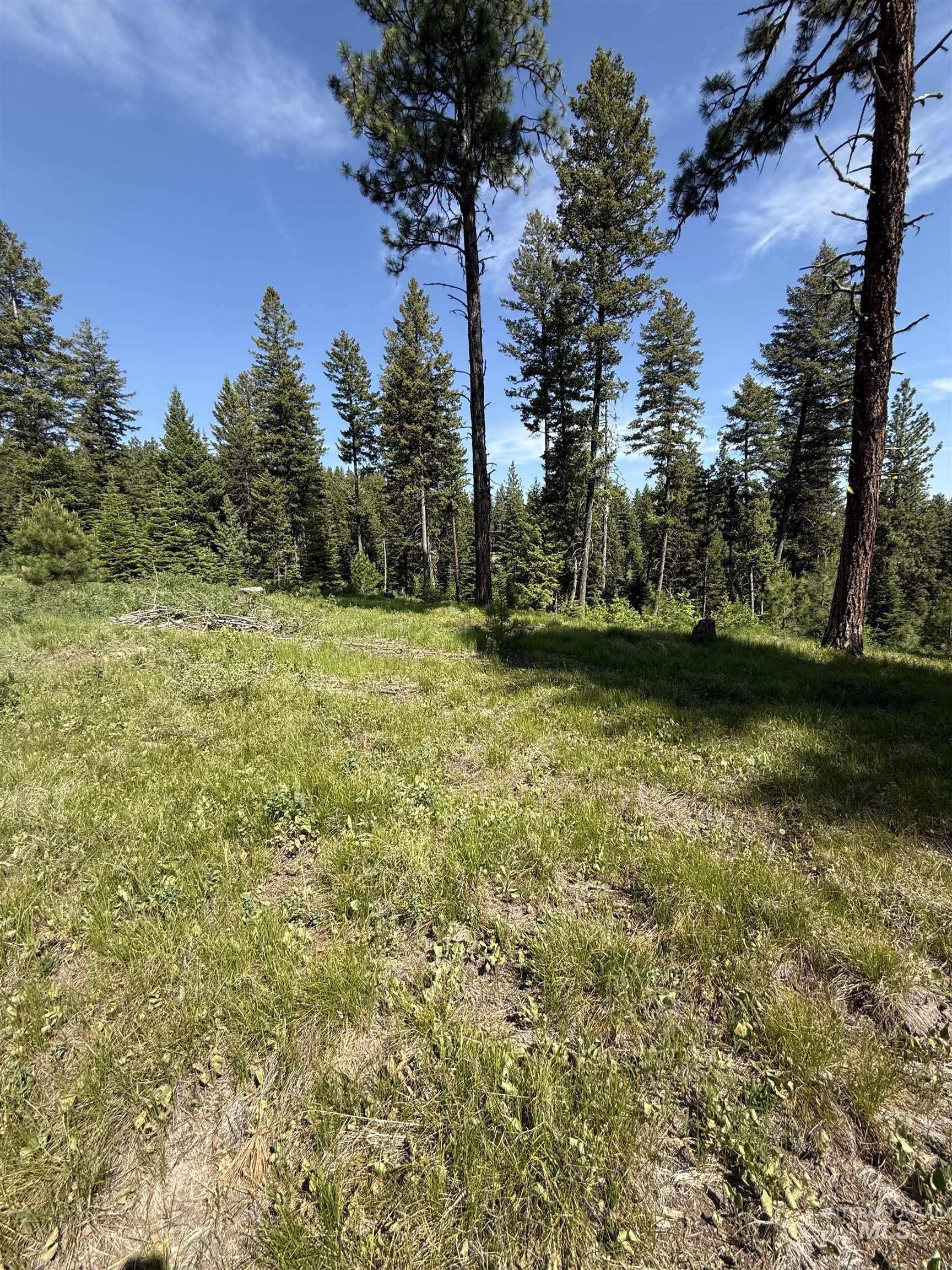 View of tree filled area