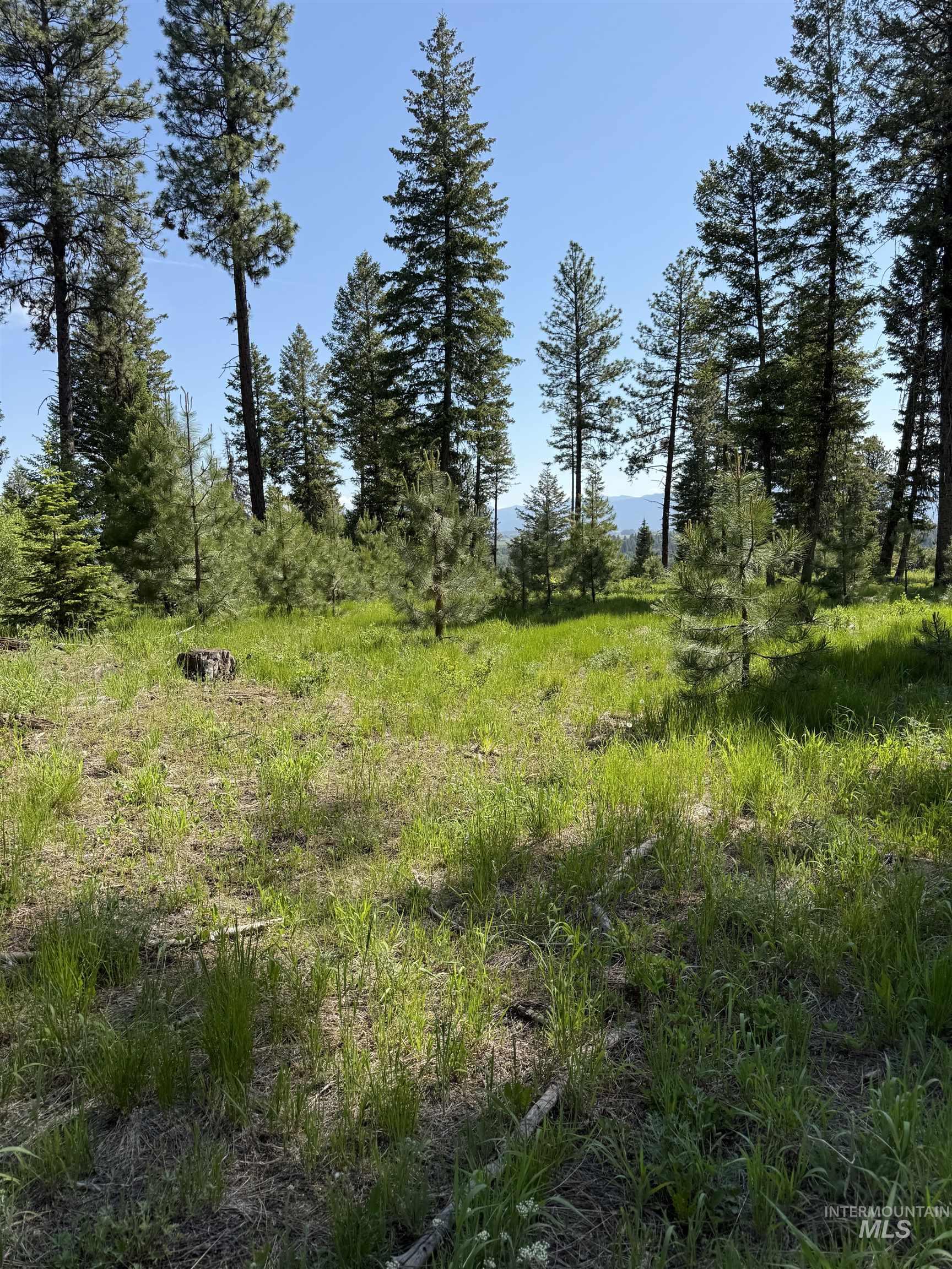 View of local wilderness