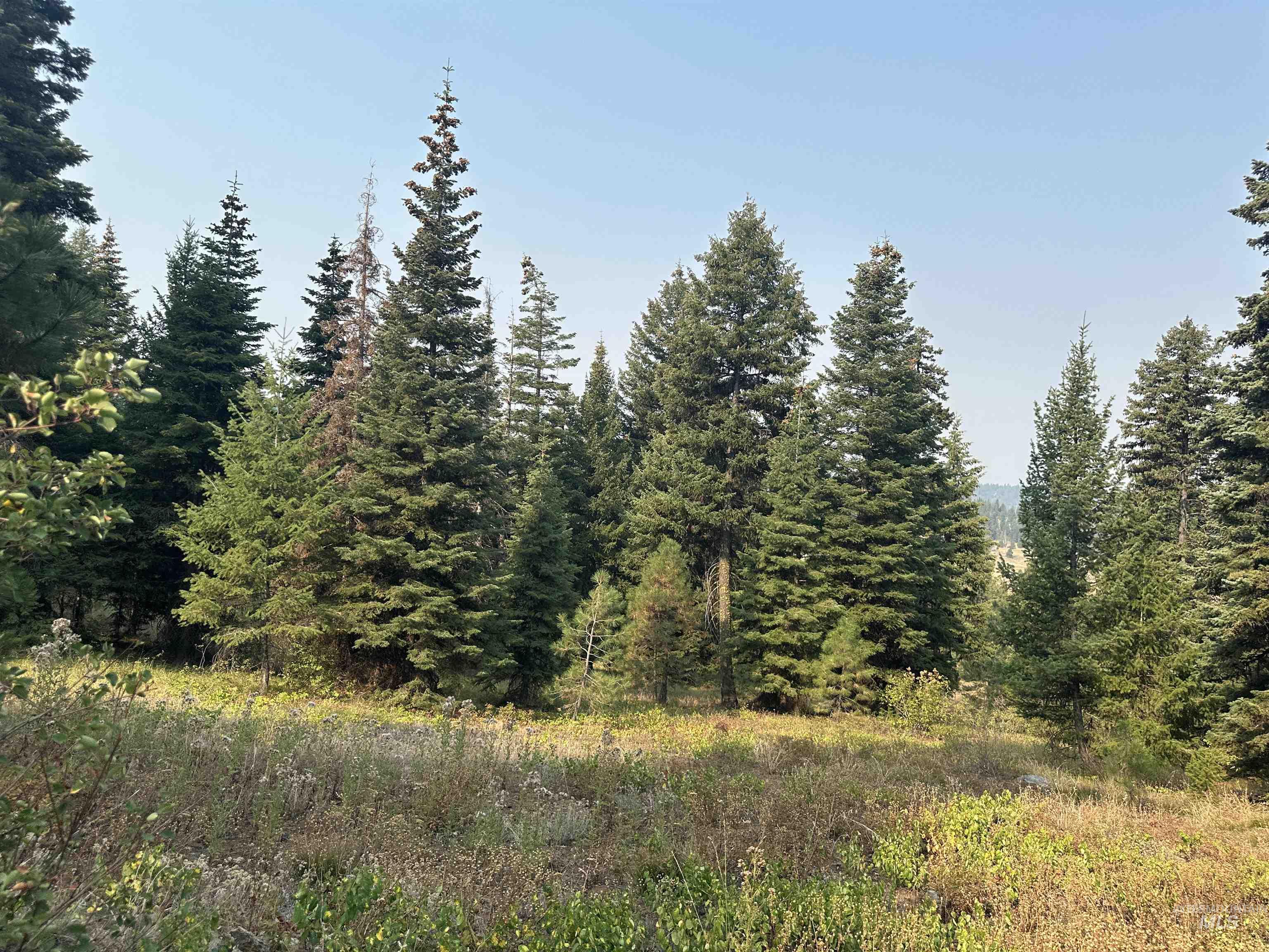 View of tree filled area