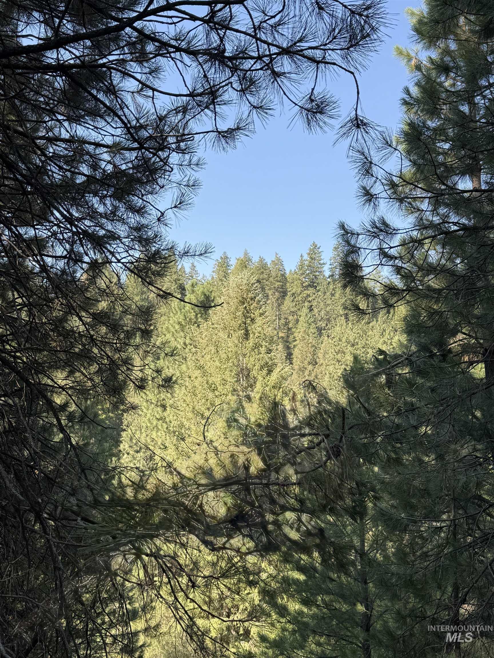 View of tree filled area