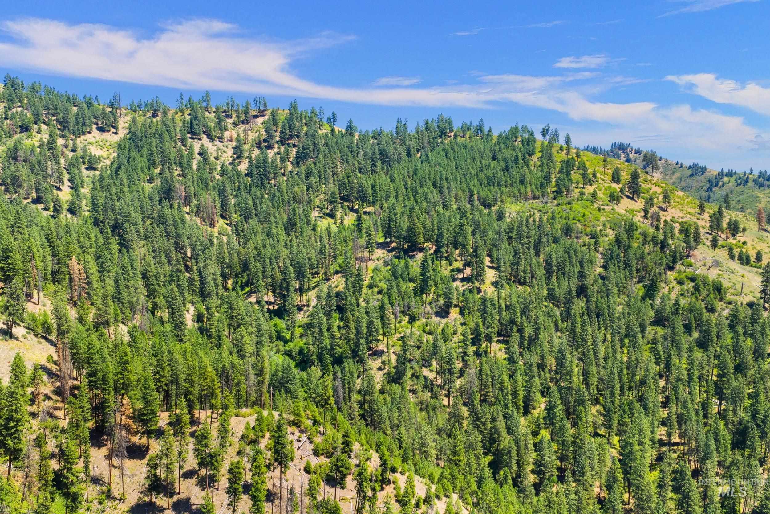 Bird's eye view of a heavily wooded area